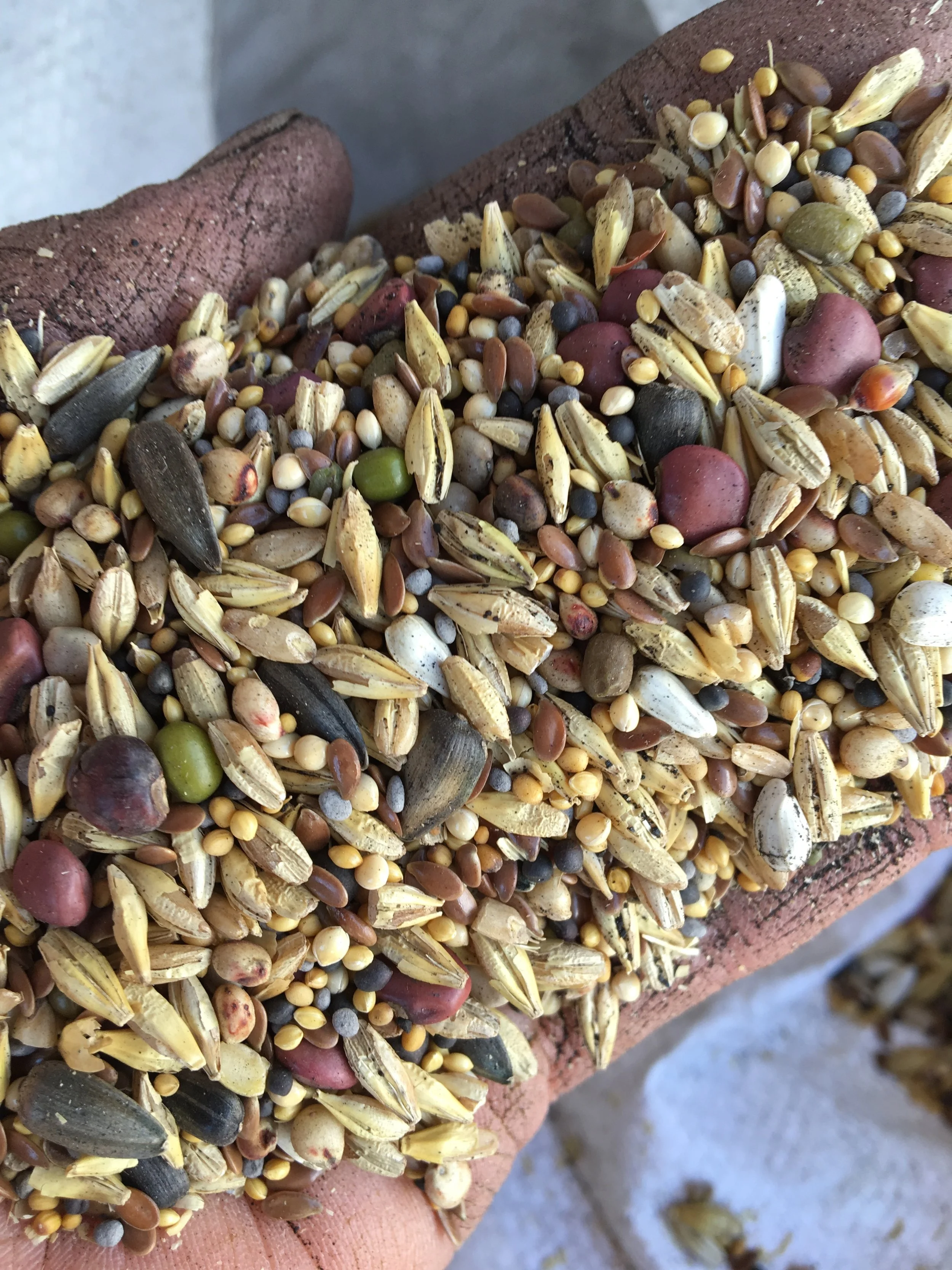 Cover Crop Seed Mix - SO gorgeous! 