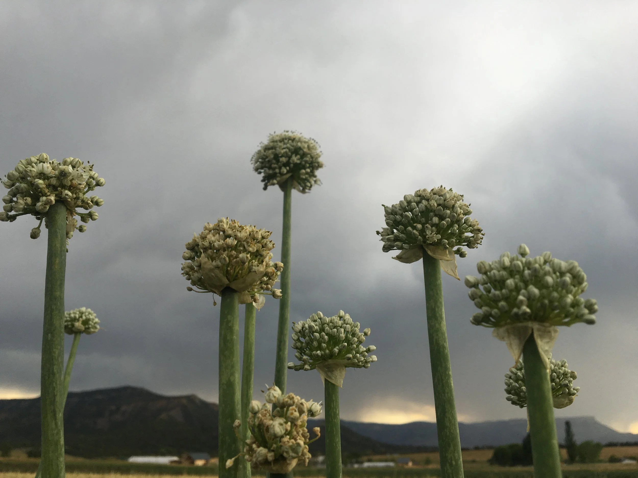 Onion seed crop is about to bloom