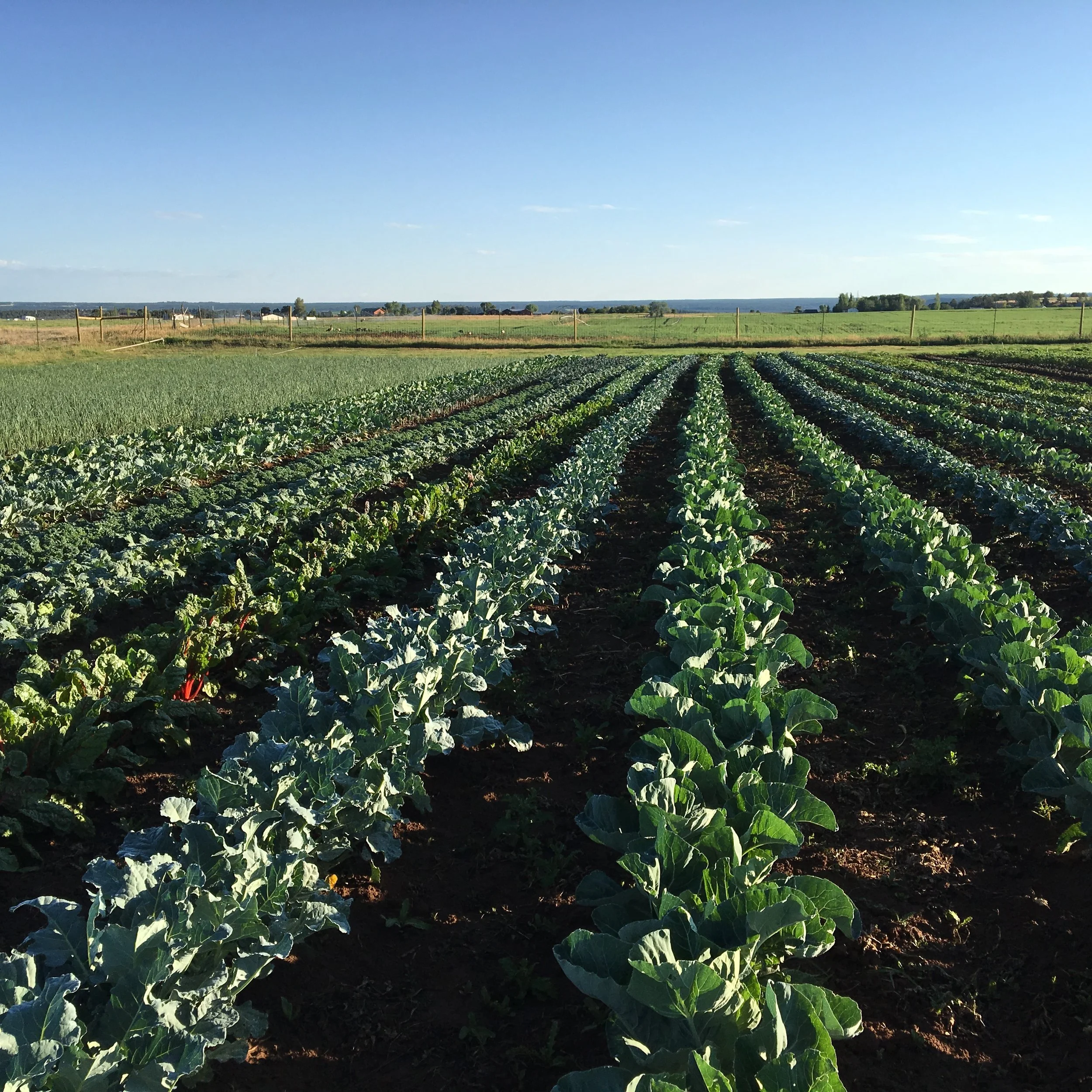 Broccoli heads are just starting to form and the cauliflower plants are getting huge