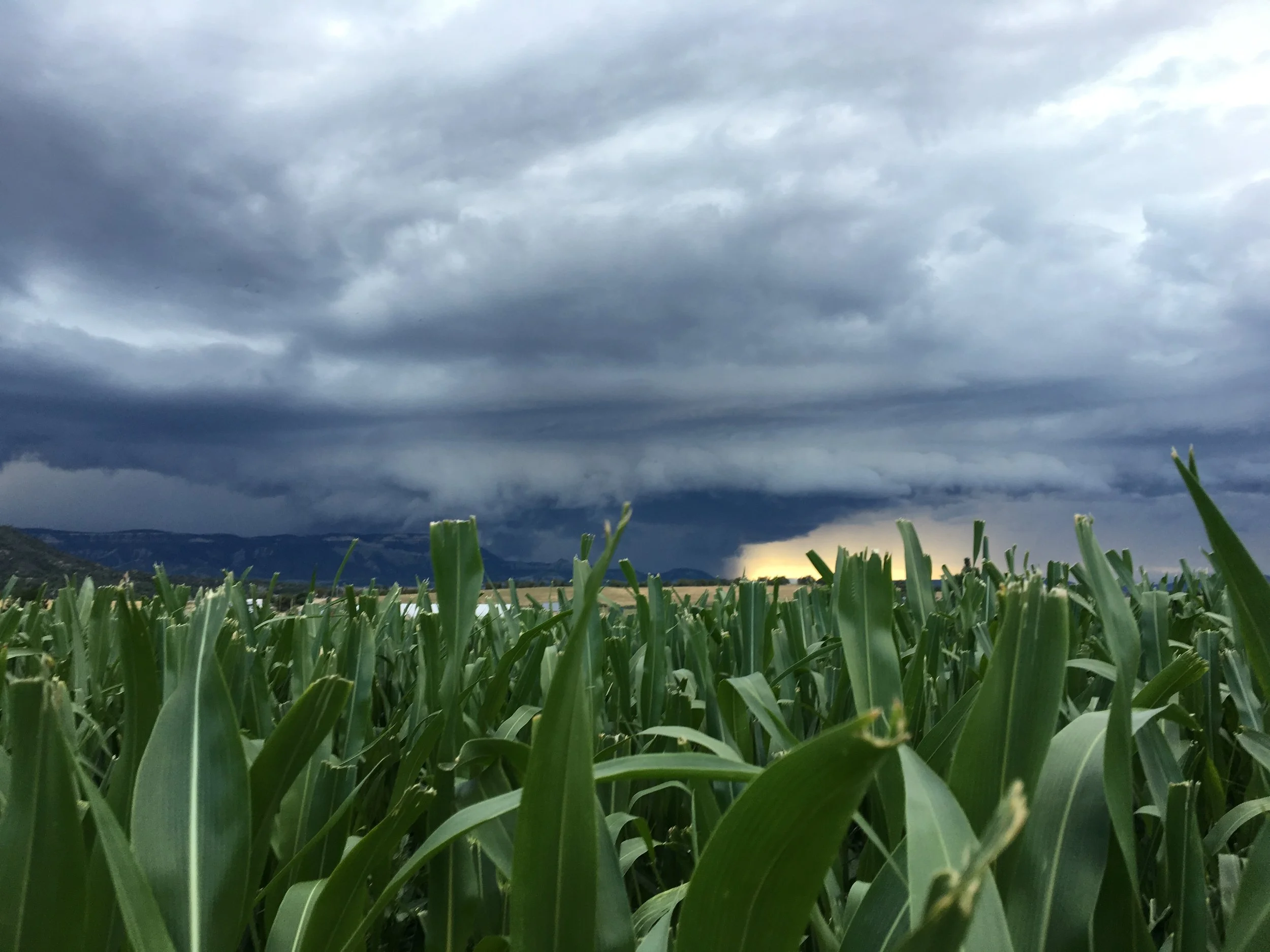 Here is the sorghum sudangrass cover crop growing tall with dark storm clouds in the distance heading our way!