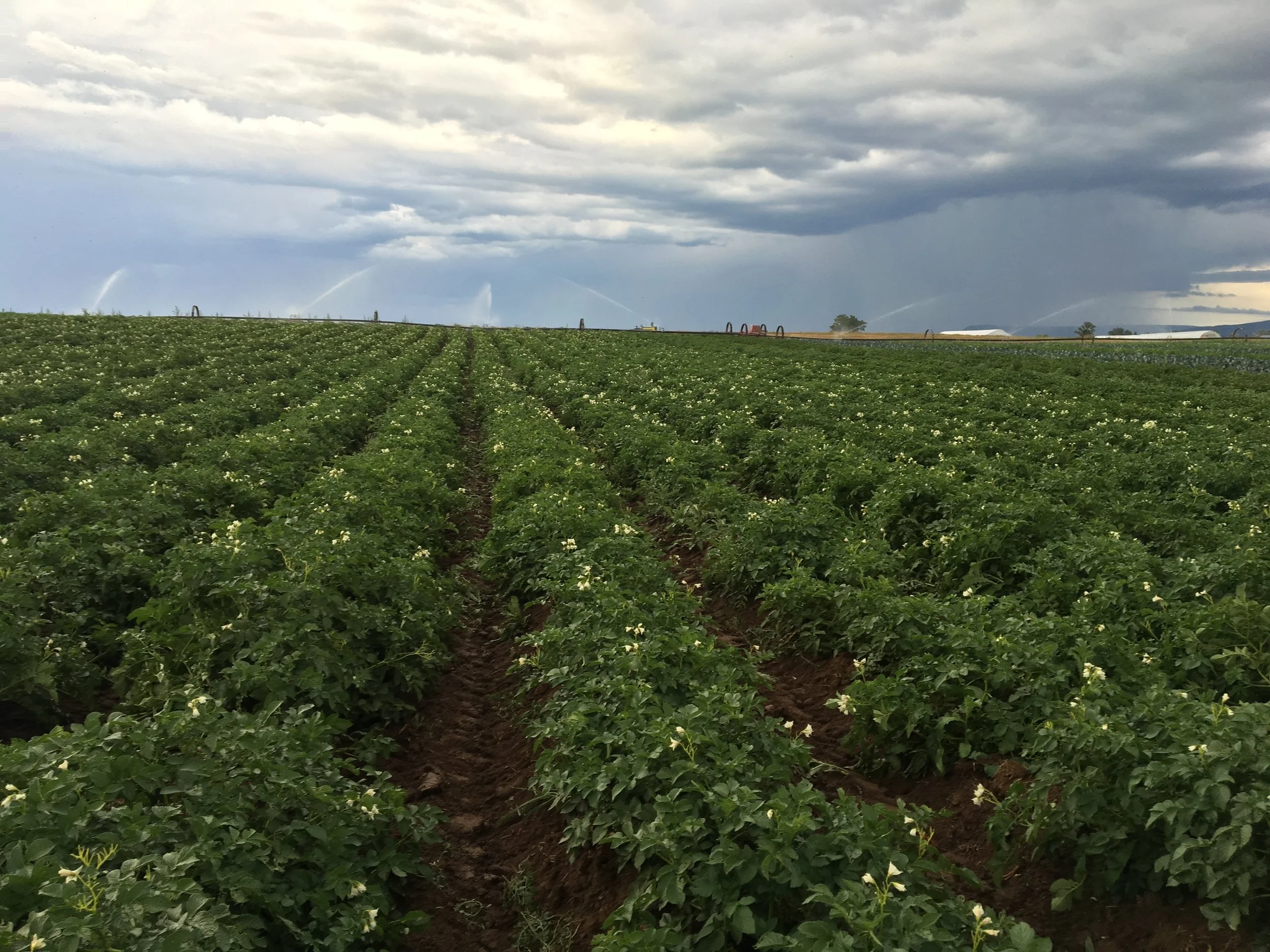 Freshly cultivated potatoes