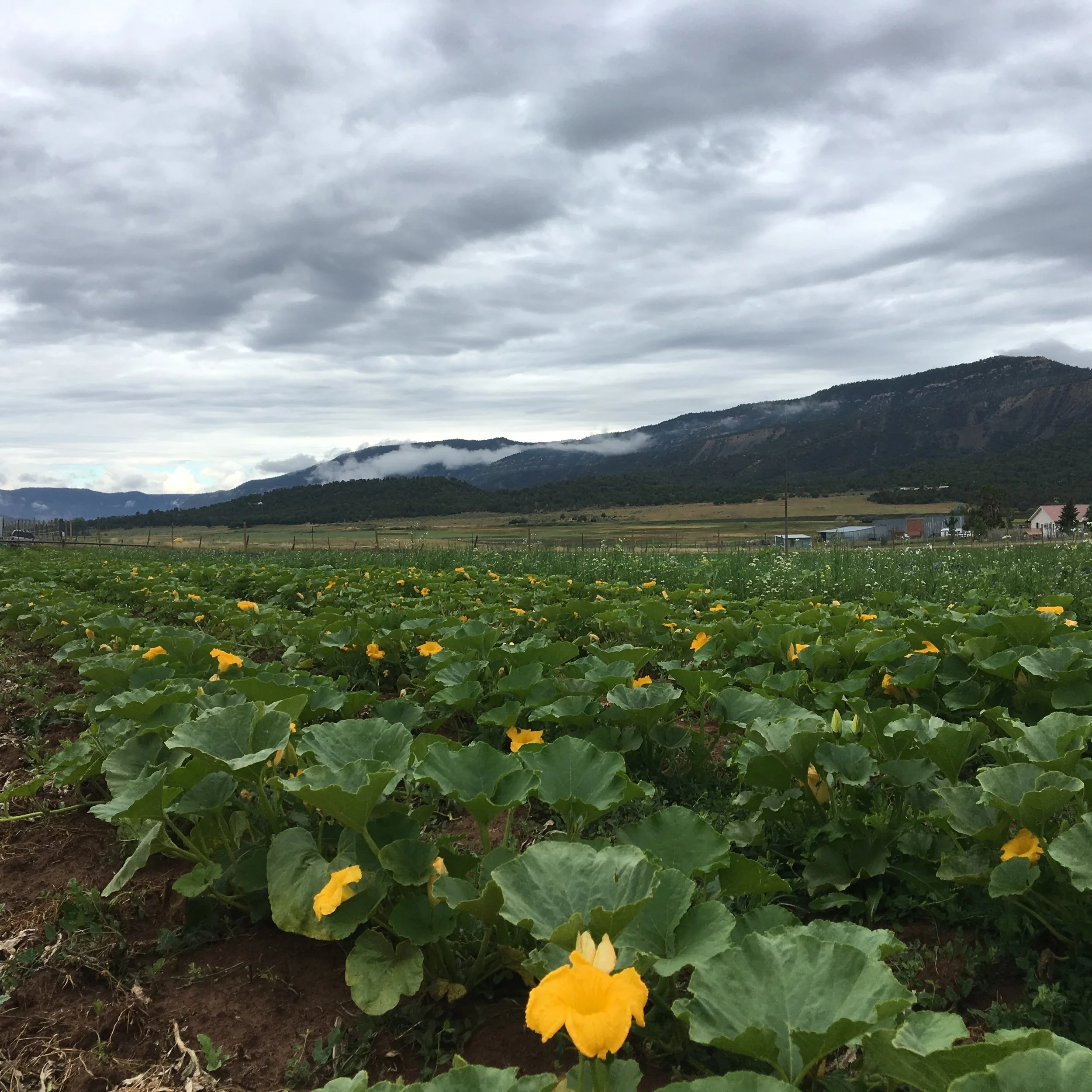 Winter Squash blooming!