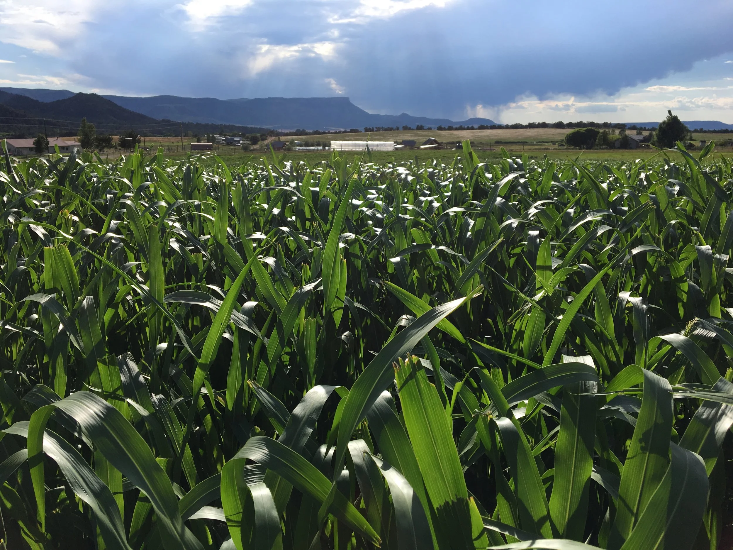 The Sorghum Sudangrass is getting SO tall and is gorgeous in the afternoon light 