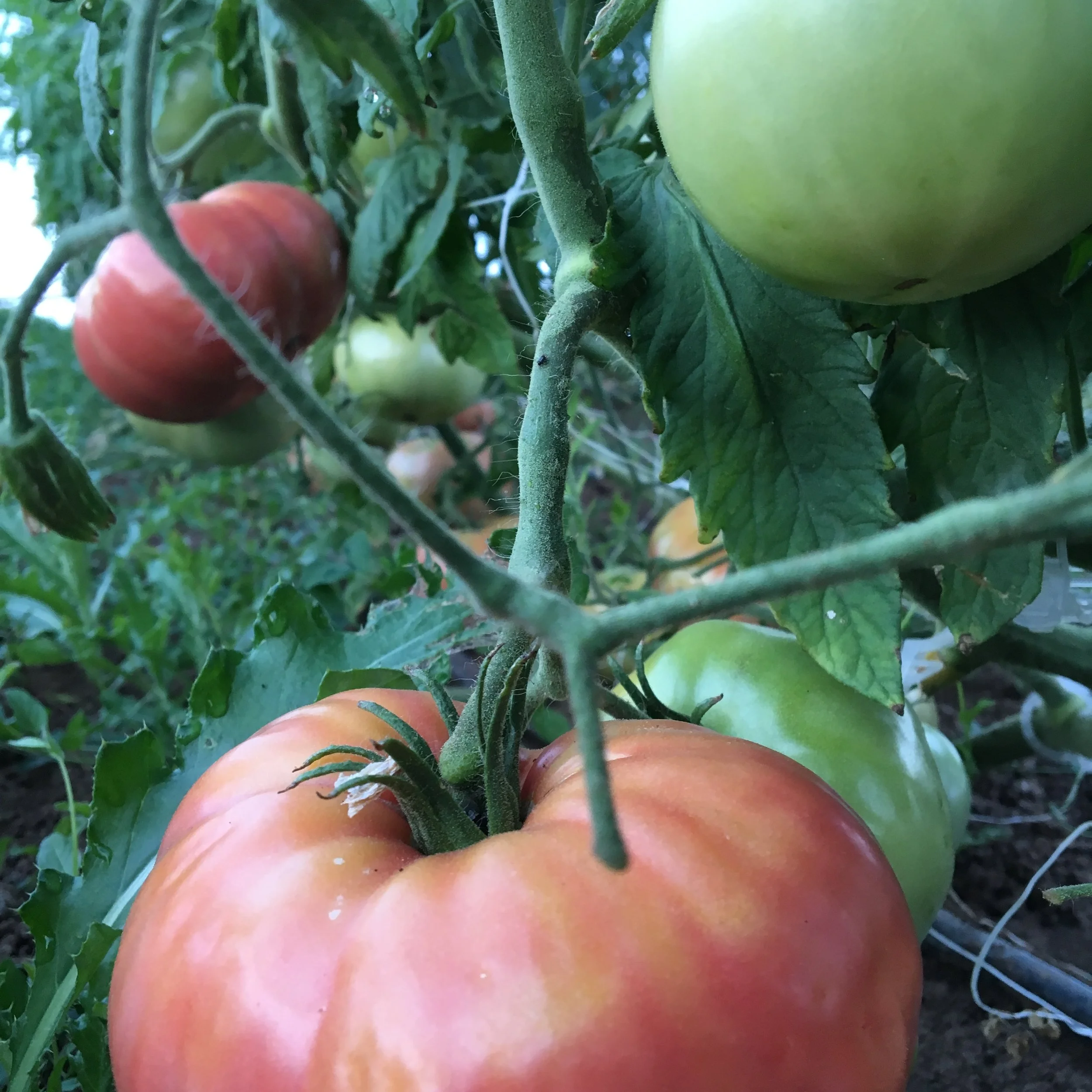 Come on tomatoes... ripen, we have been so patiently awaiting your arrival
