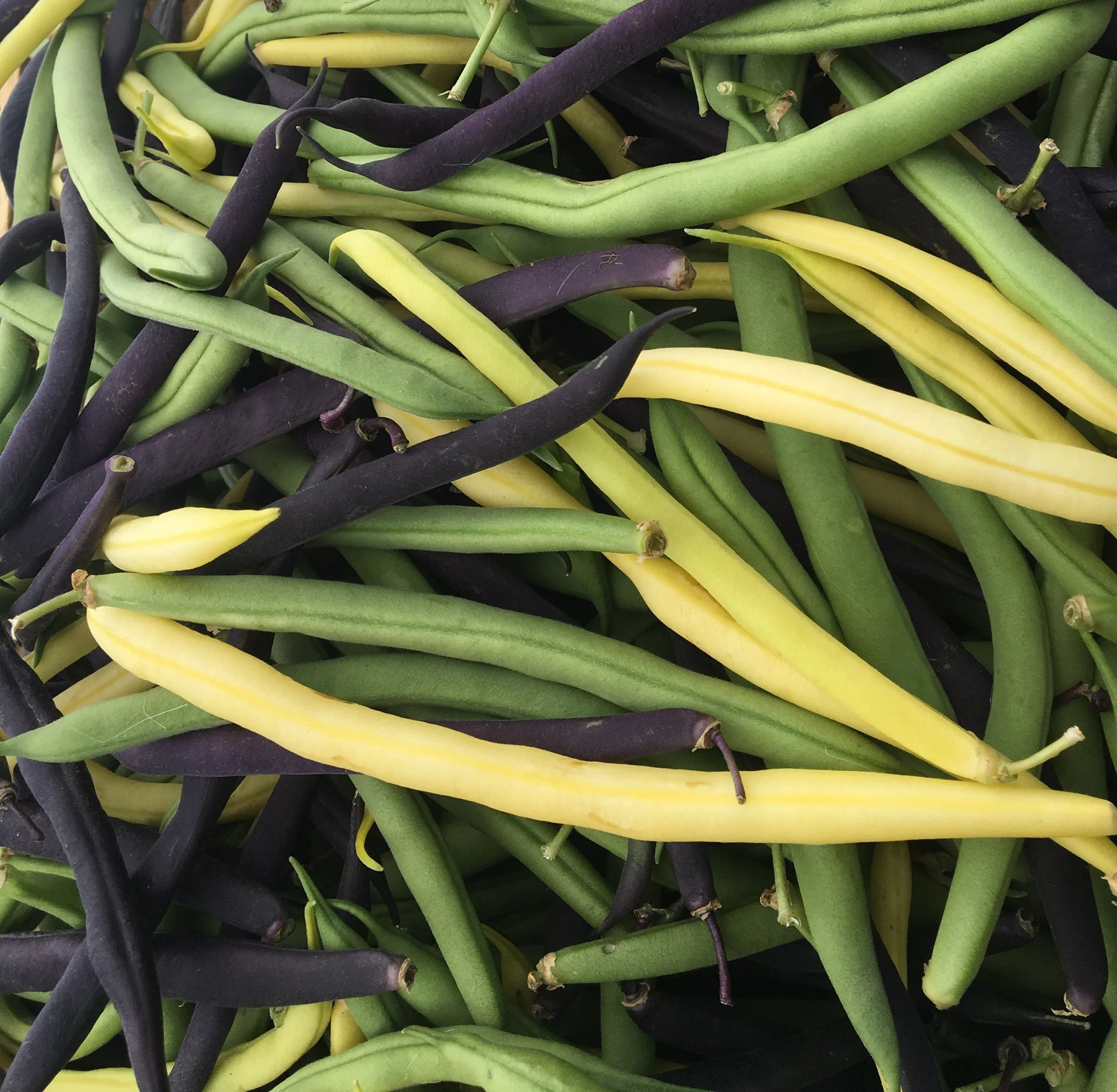 Beans! They're wonderful to eat but oh so time consuming to pick. 