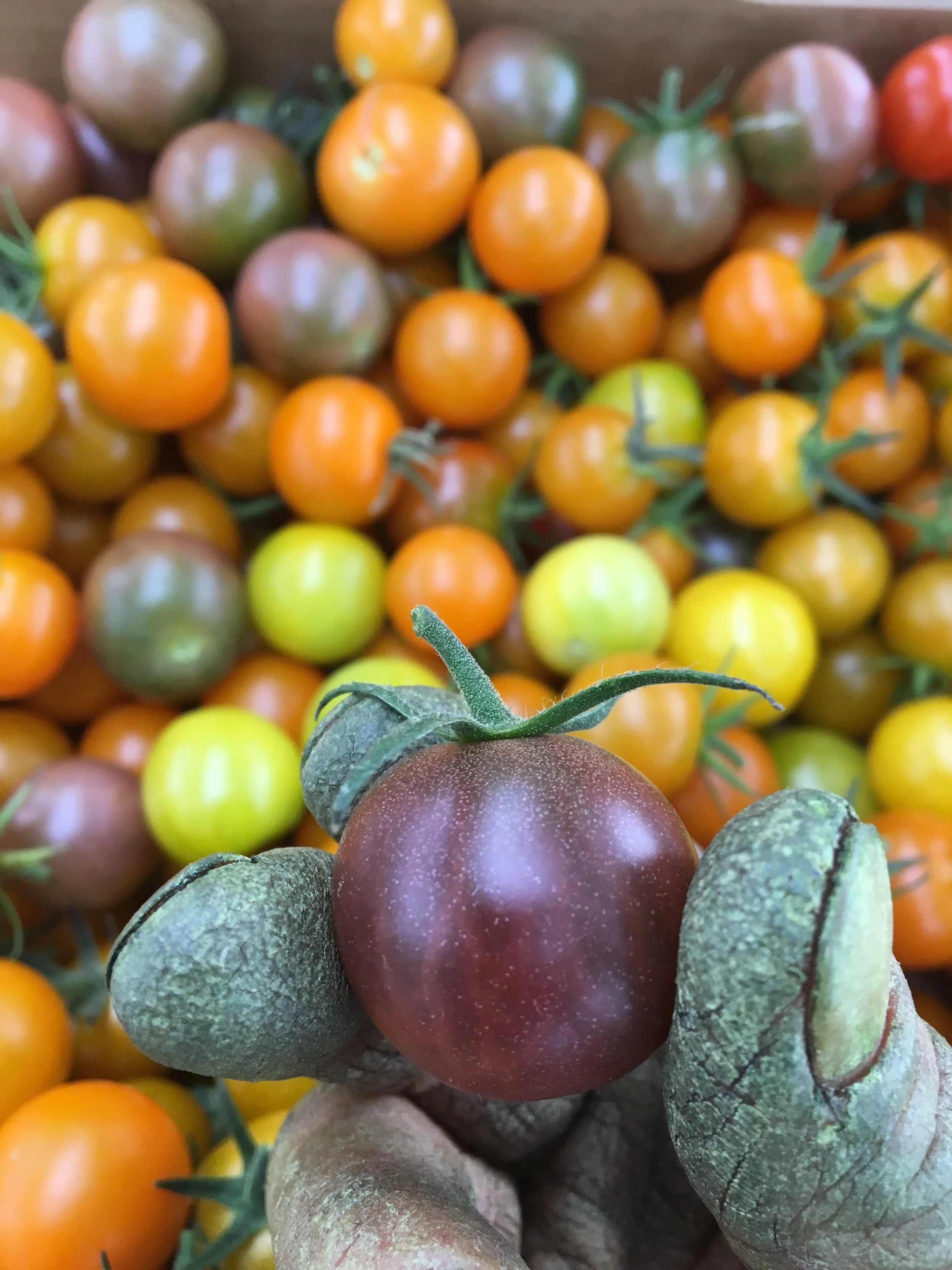 Tomato Fingers. Only a couple harvests left for 2017... 