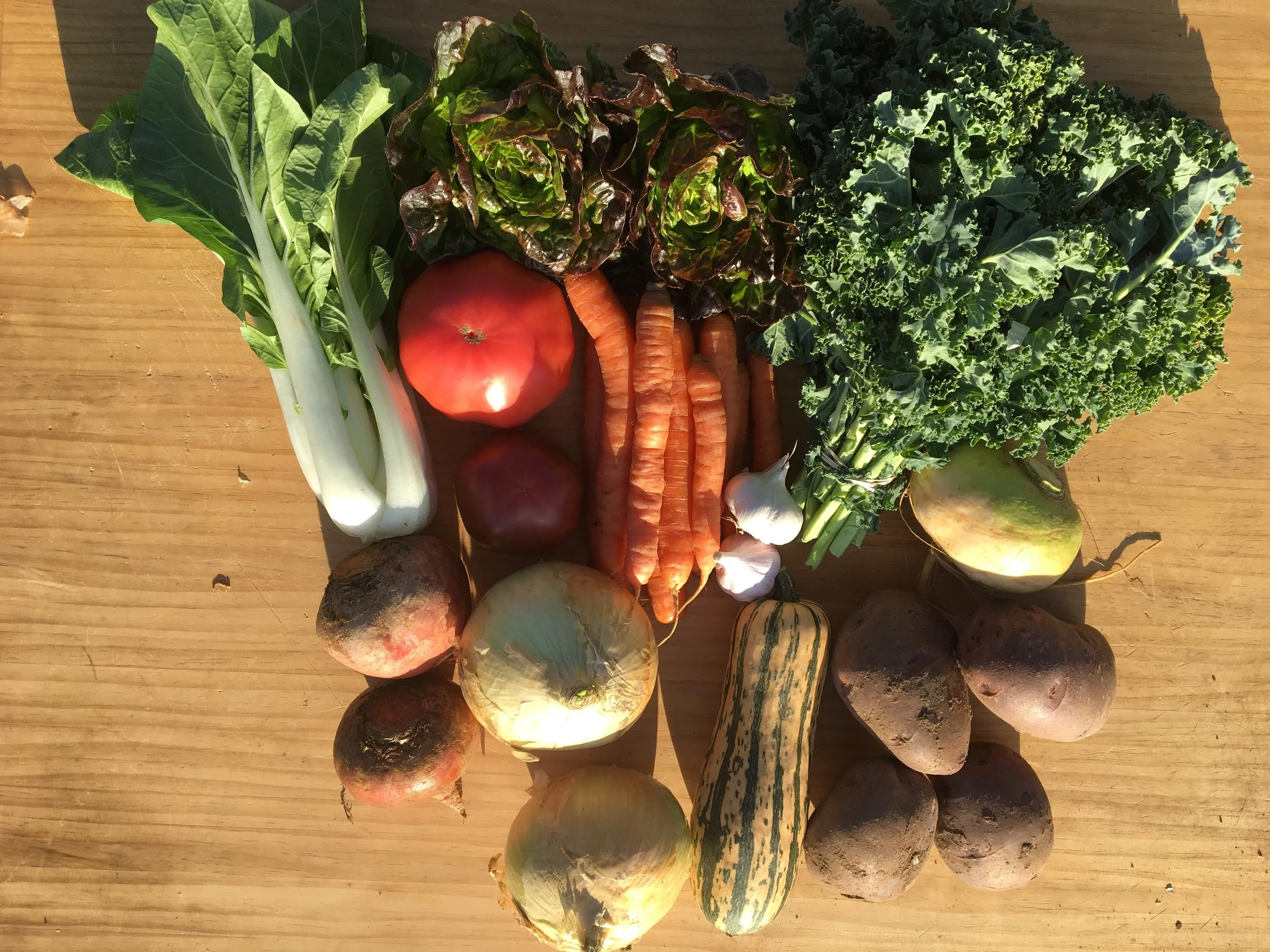 Summer CSA Week #18: Bok Choy, Little Gem Lettuces, Kale, Heirloom Tomatoes, Carrots, Garlic, Golden Turnip, Golden Beets, Walla Walla Onions, Delicata Squash and Purple Viking Potatoes! 
