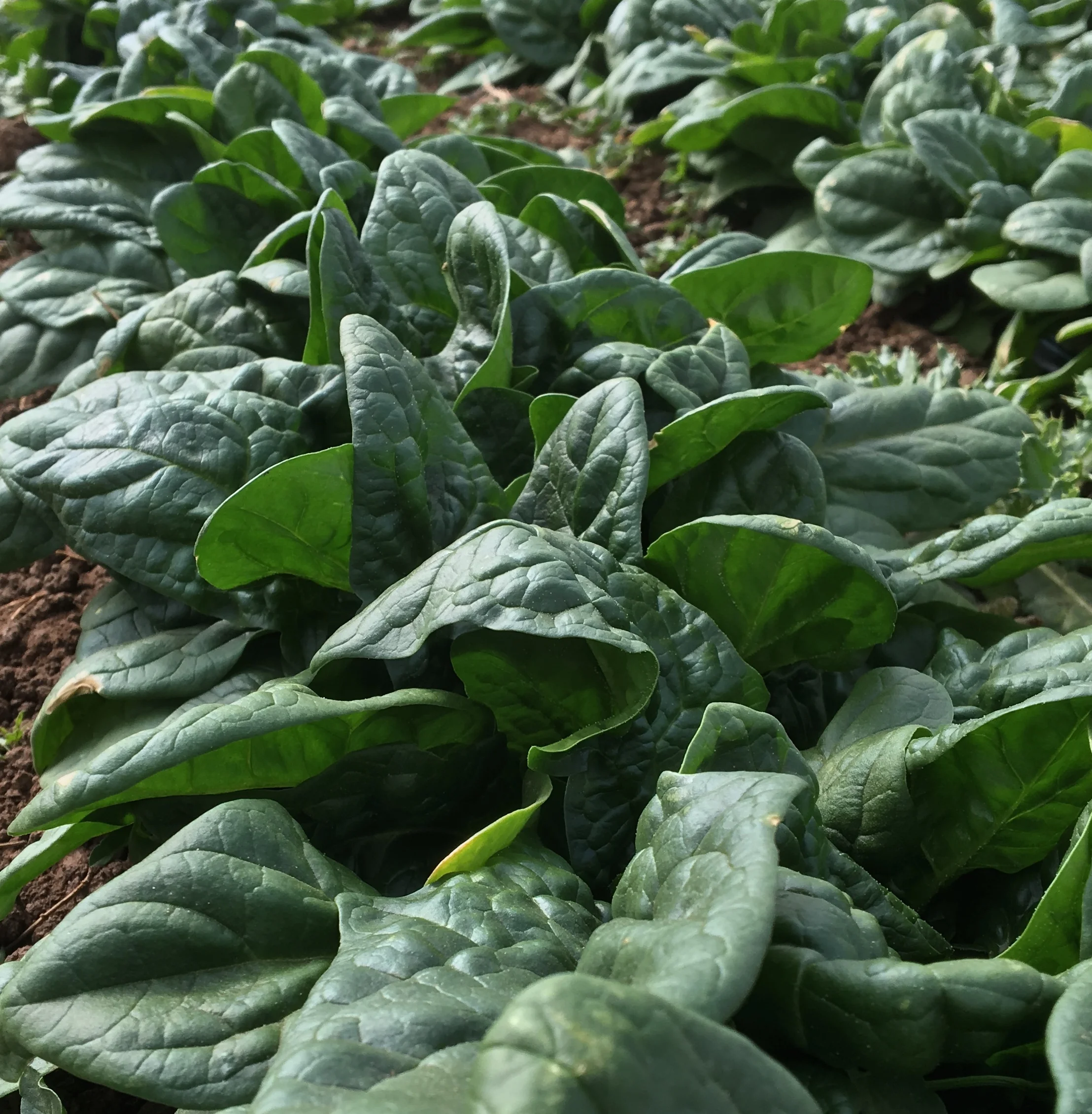 Spinach is coming... 