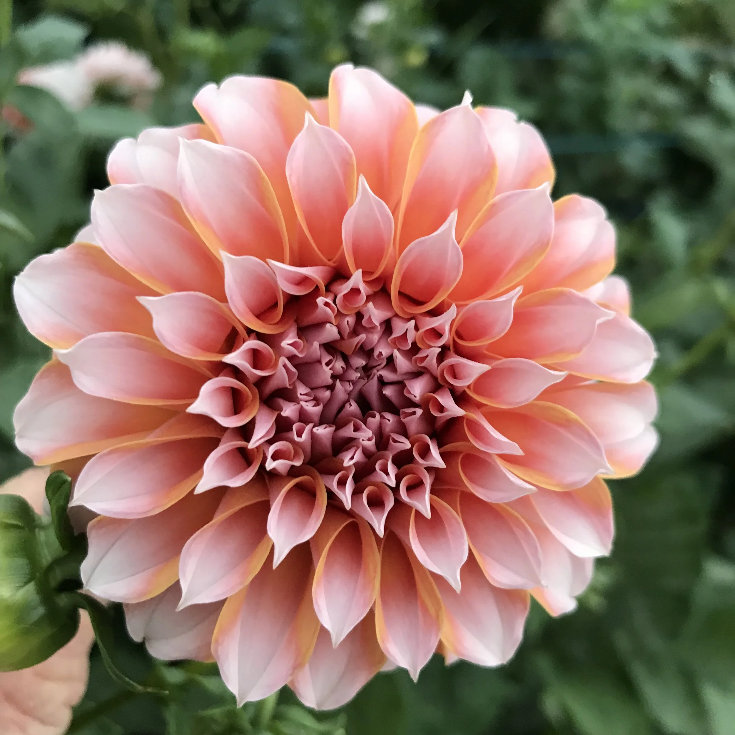 Peaches 'N Cream Dahlia Tuber — Mountain Roots Produce