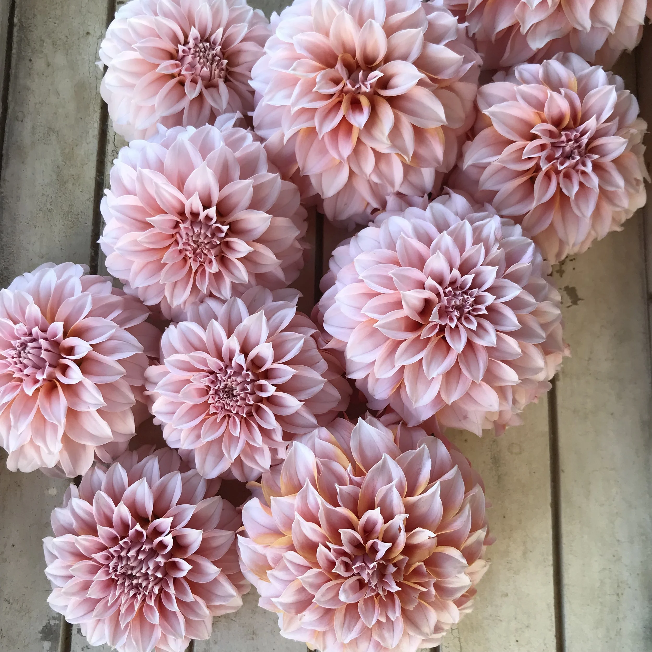 Peaches 'N Cream Dahlia Tuber — Mountain Roots Produce
