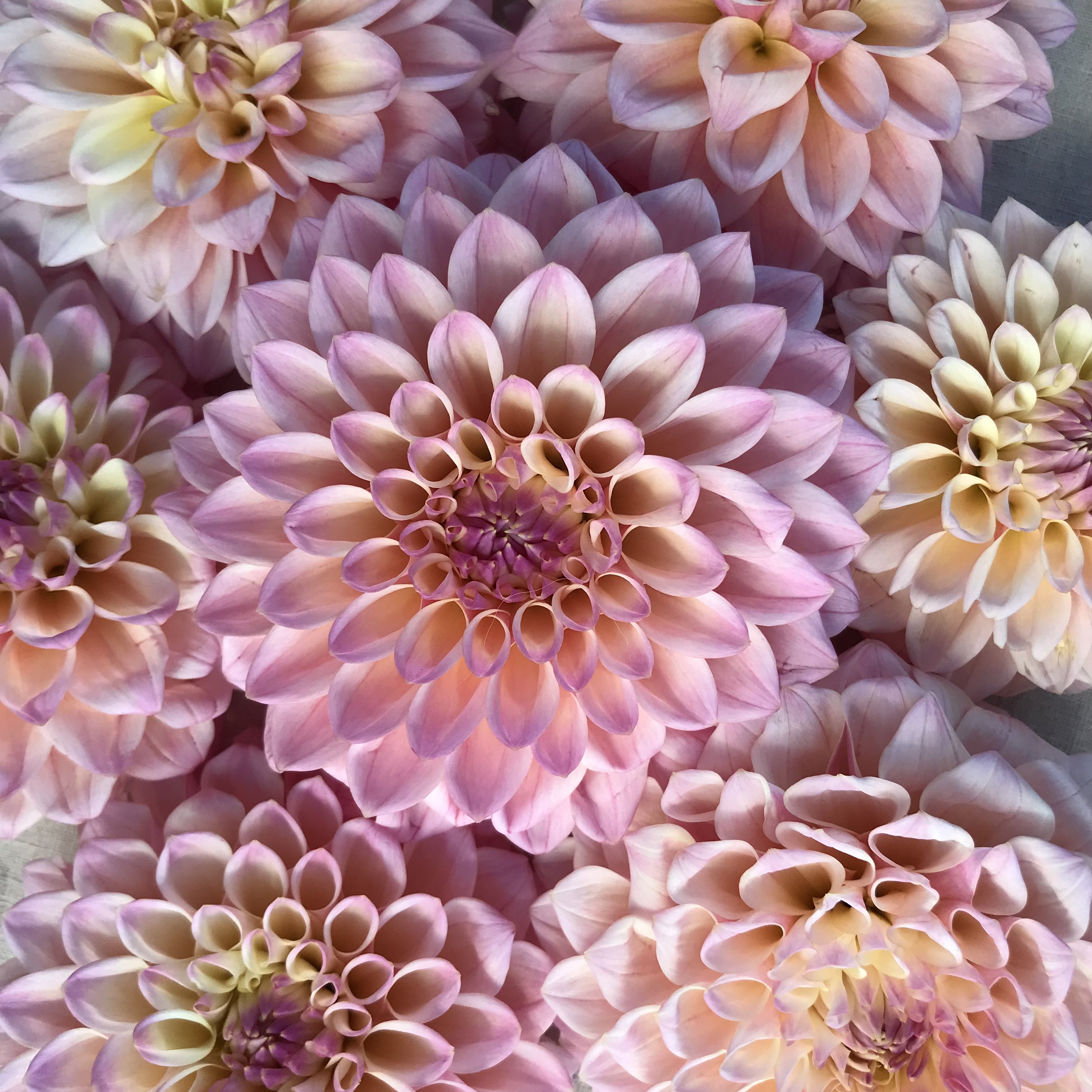 Castle Drive Dahlia Tuber.1d.jpg