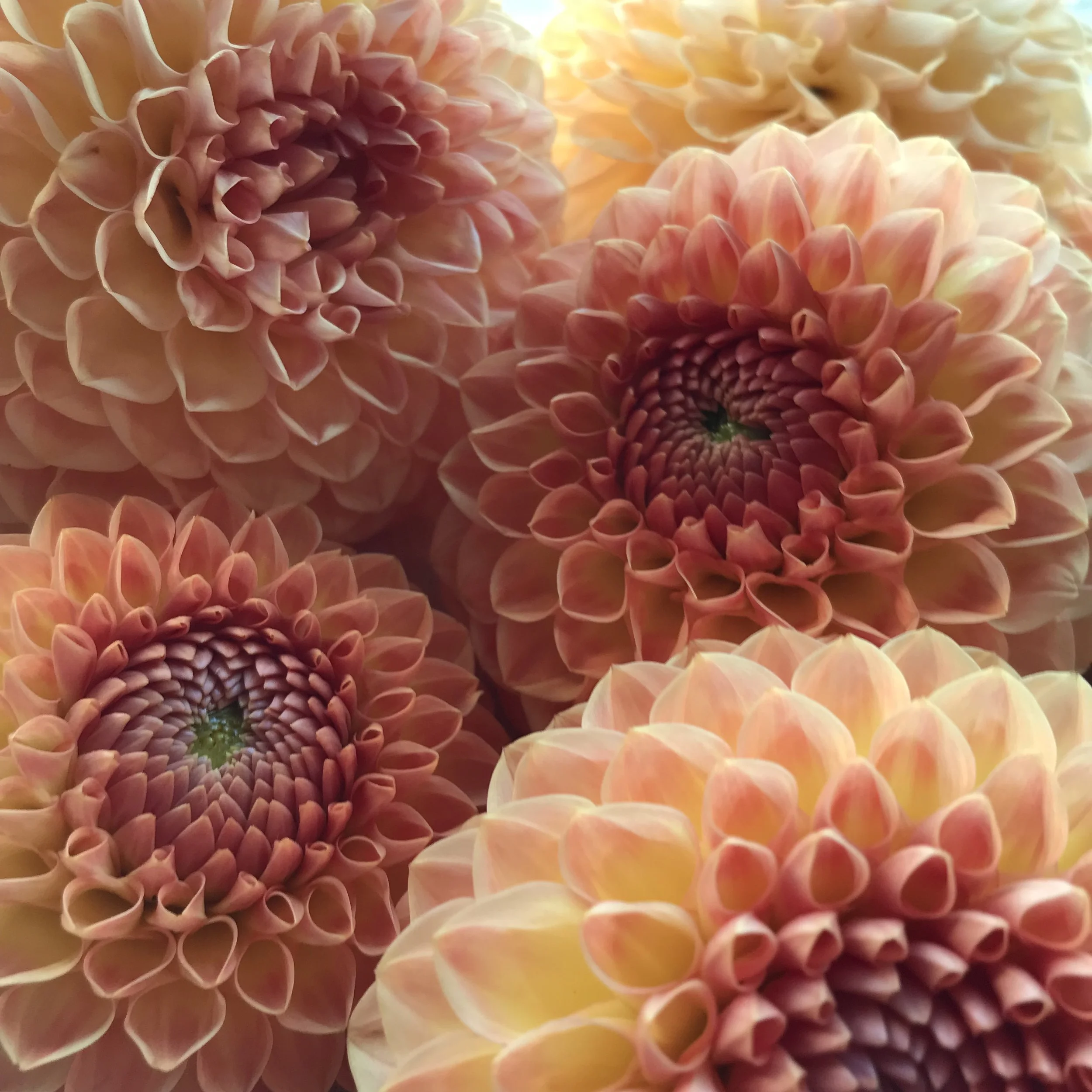Dahlia Tubers — Mountain Roots Produce