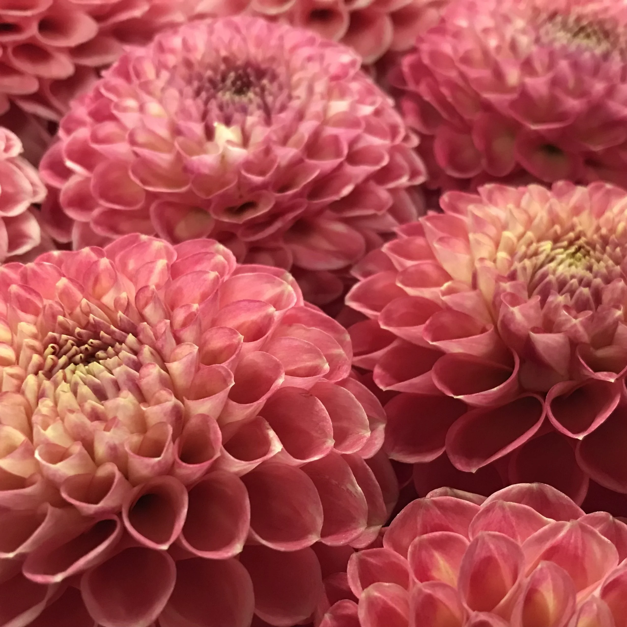 Snoho Doris Dahlia Tuber.1a.jpg