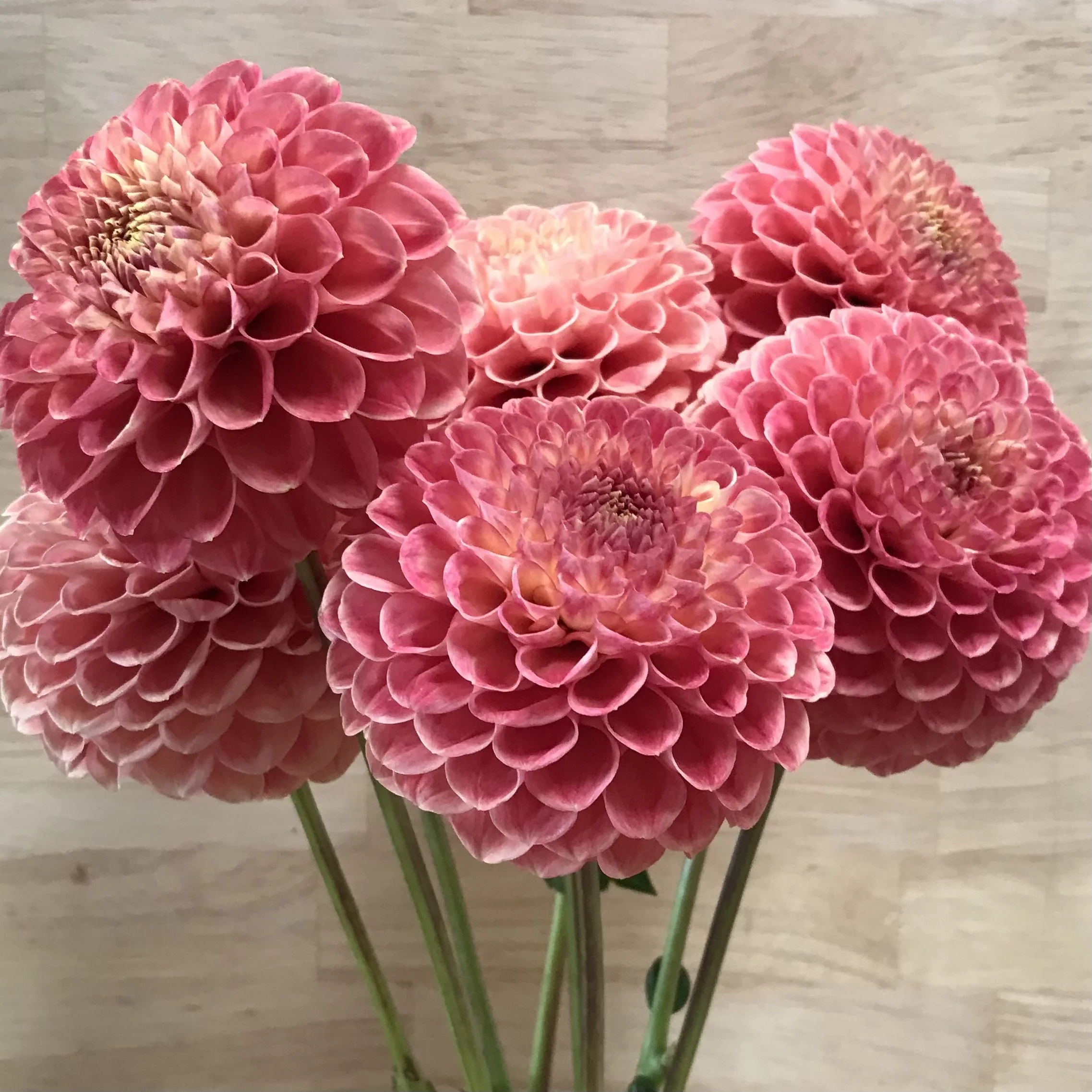 Snoho Doris Dahlia Tuber.1b.jpg