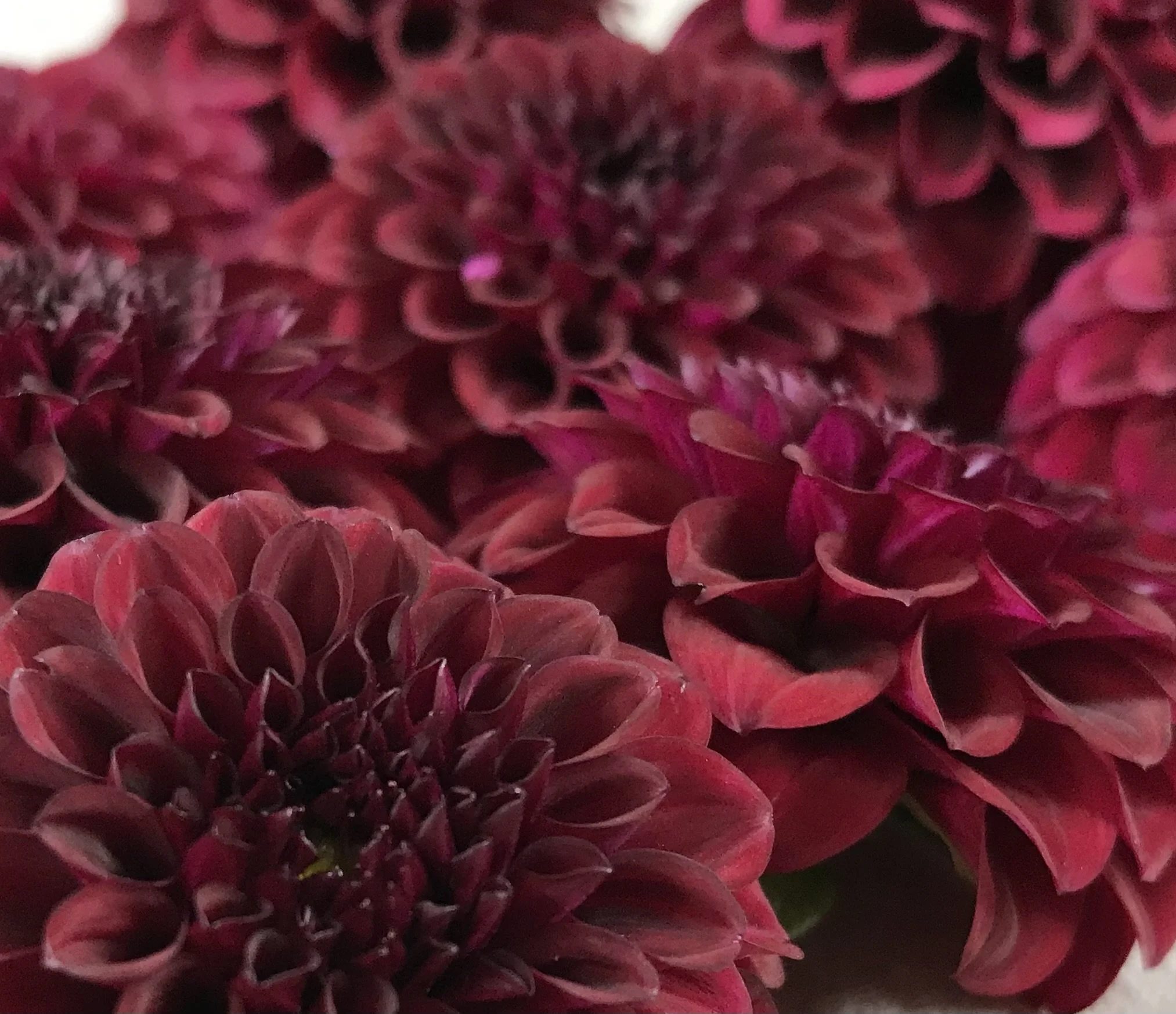 Tam Tam Dahlia Tuber.1c.jpg