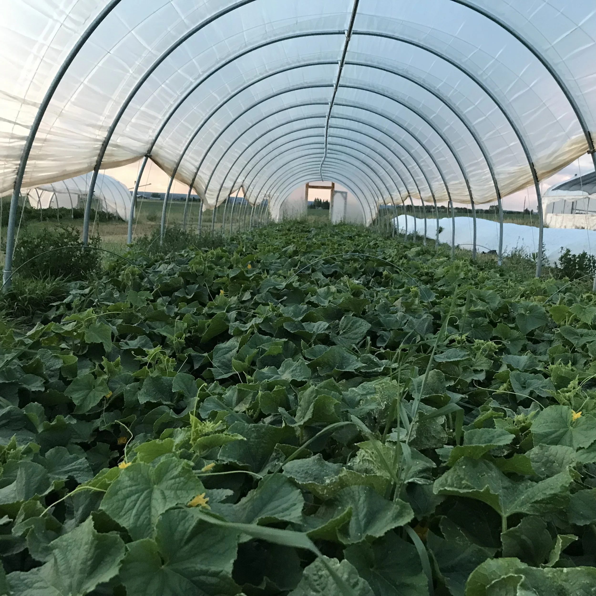 Sea of cucumbers.jpg