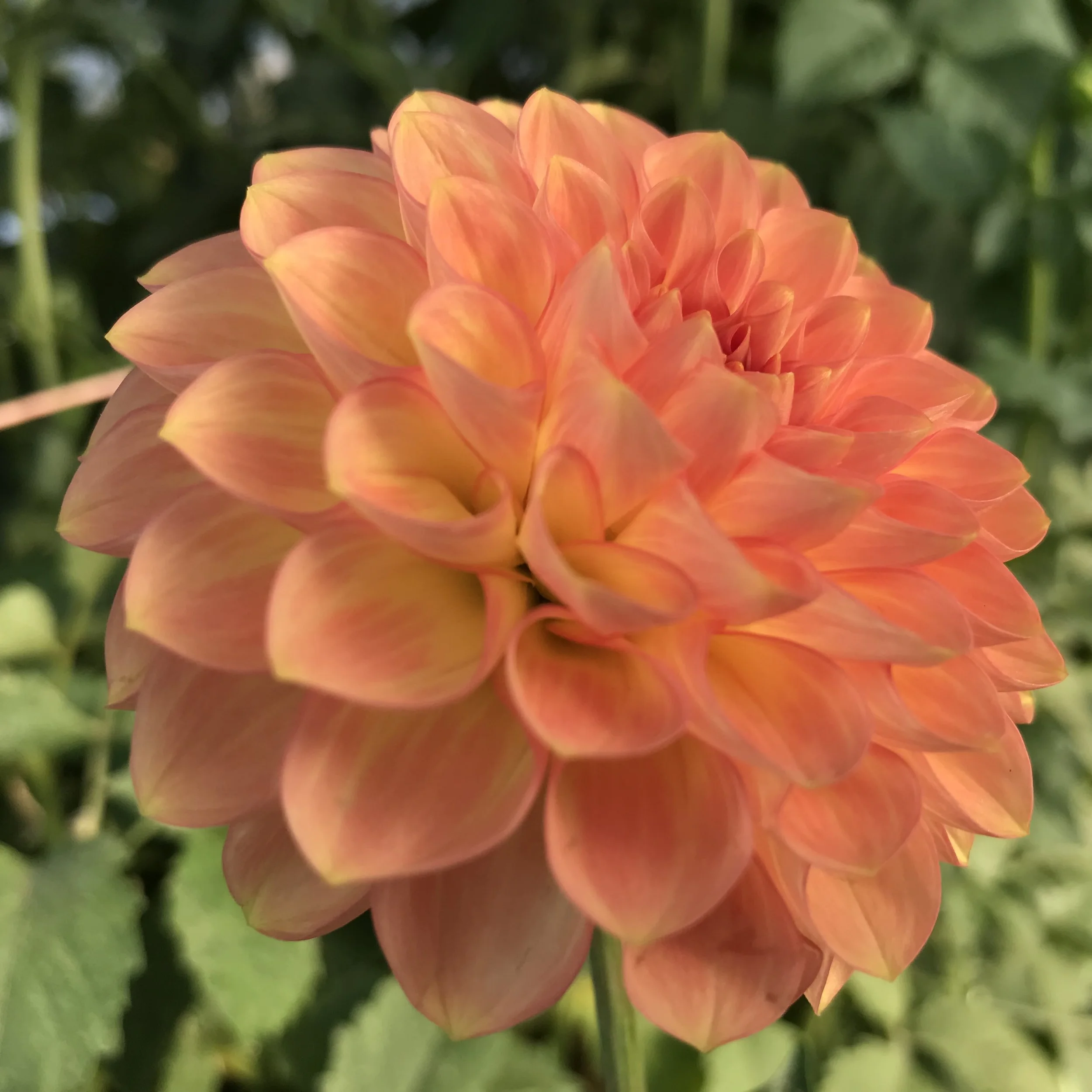 20th Avenue Softer Peach Dahlia Tuber.1a.jpg