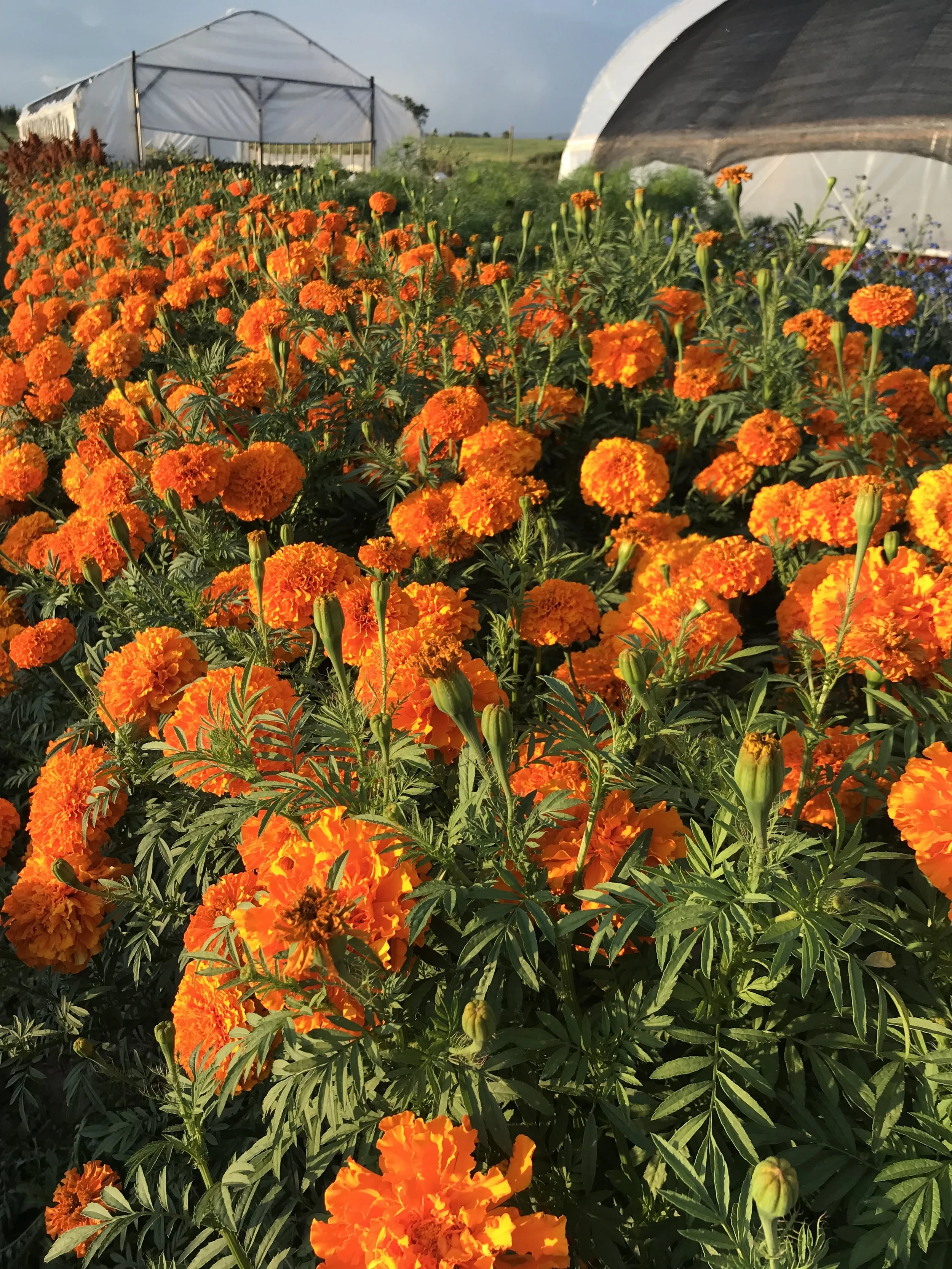 Orange Marigold 2.Seedling Sale.jpg