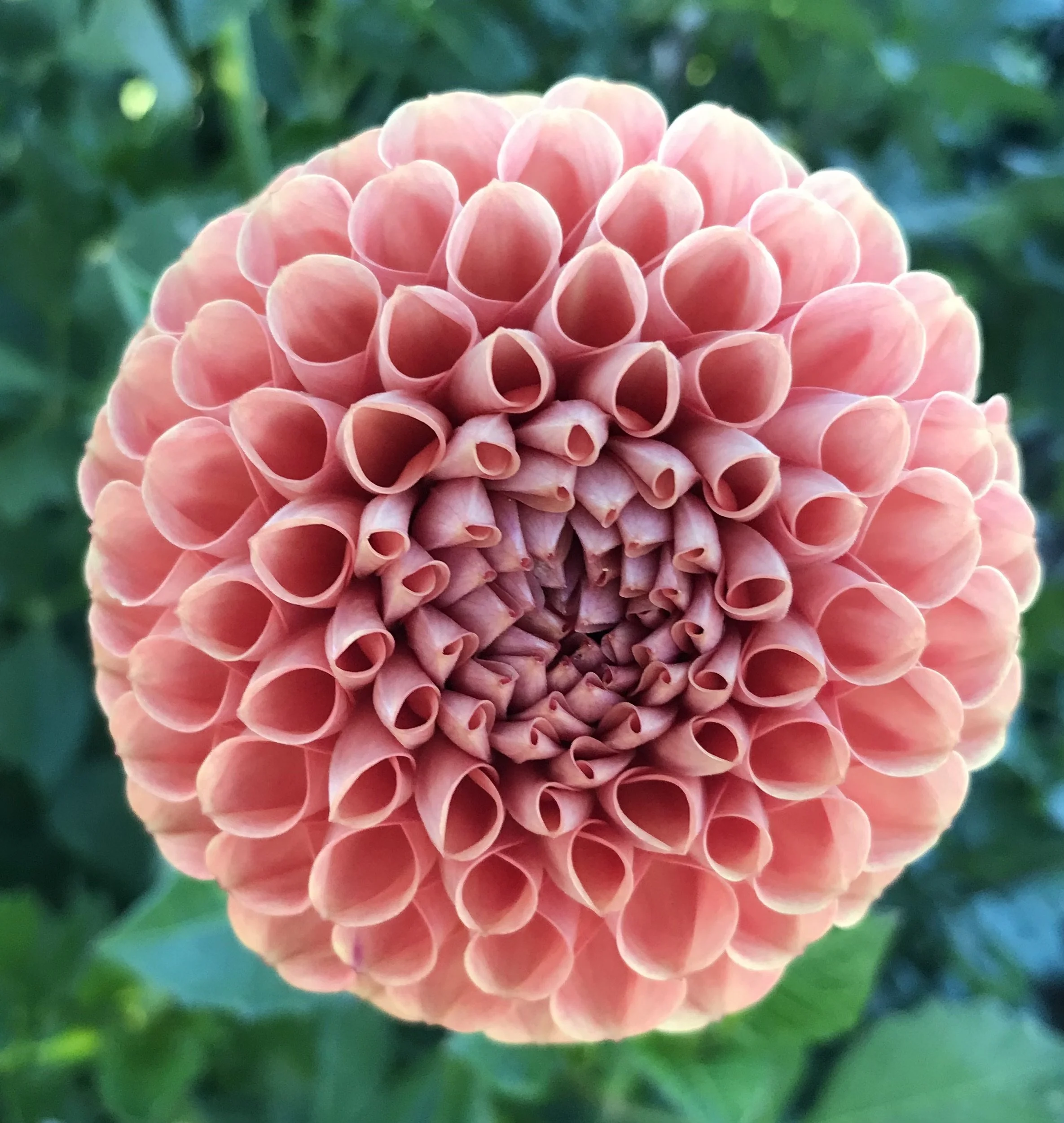 Cornel Bronze Dahlia Tuber.1b.jpg