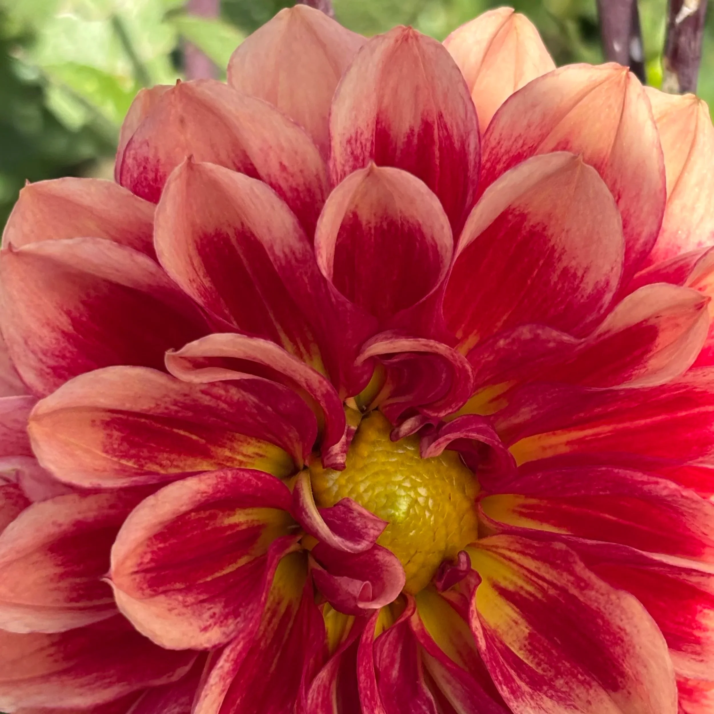 Bloomquist+York+Dahlia+Tuber.1a.jpg