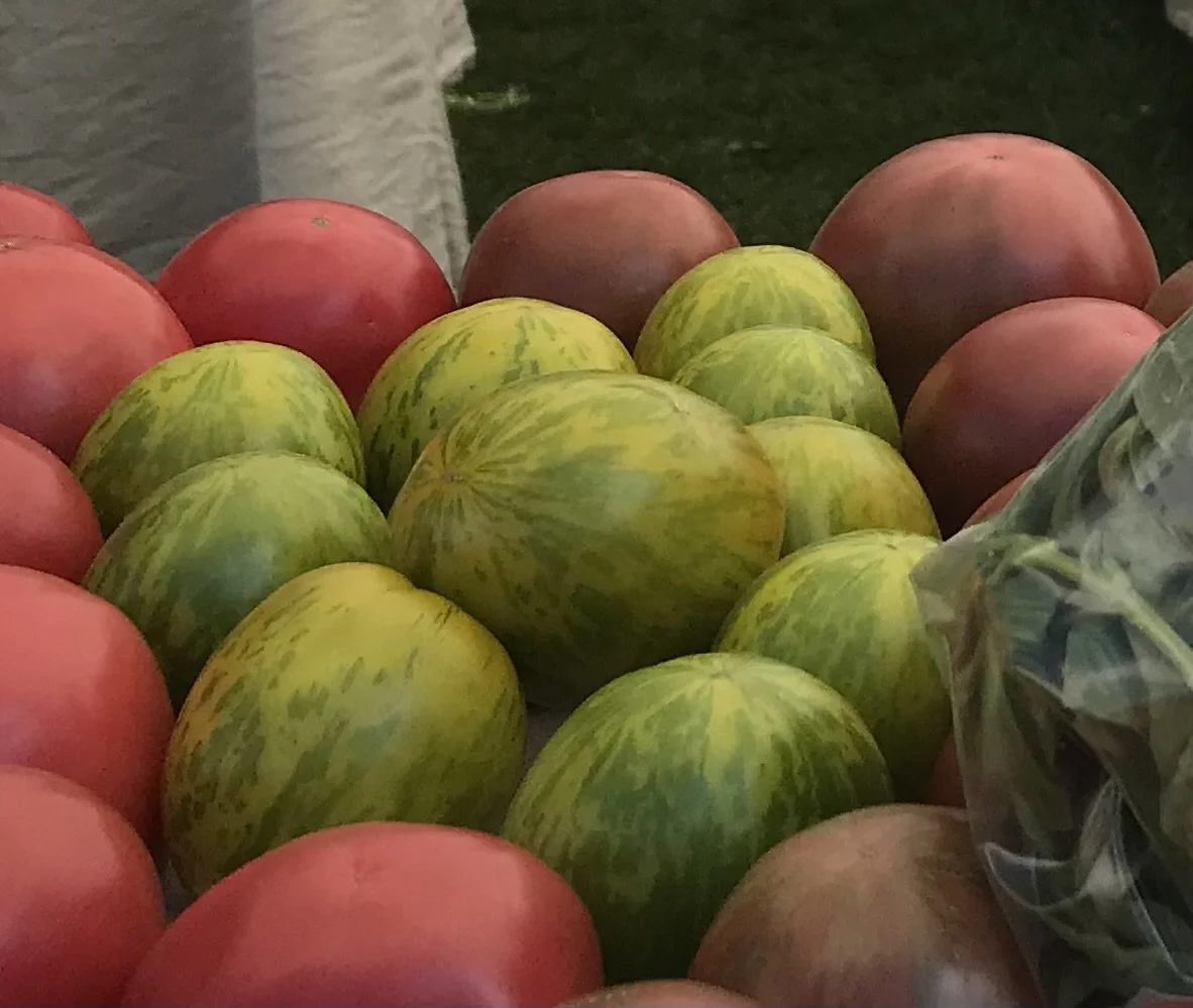 Green Zebra Tomato 2.Seedling Sale.jpg