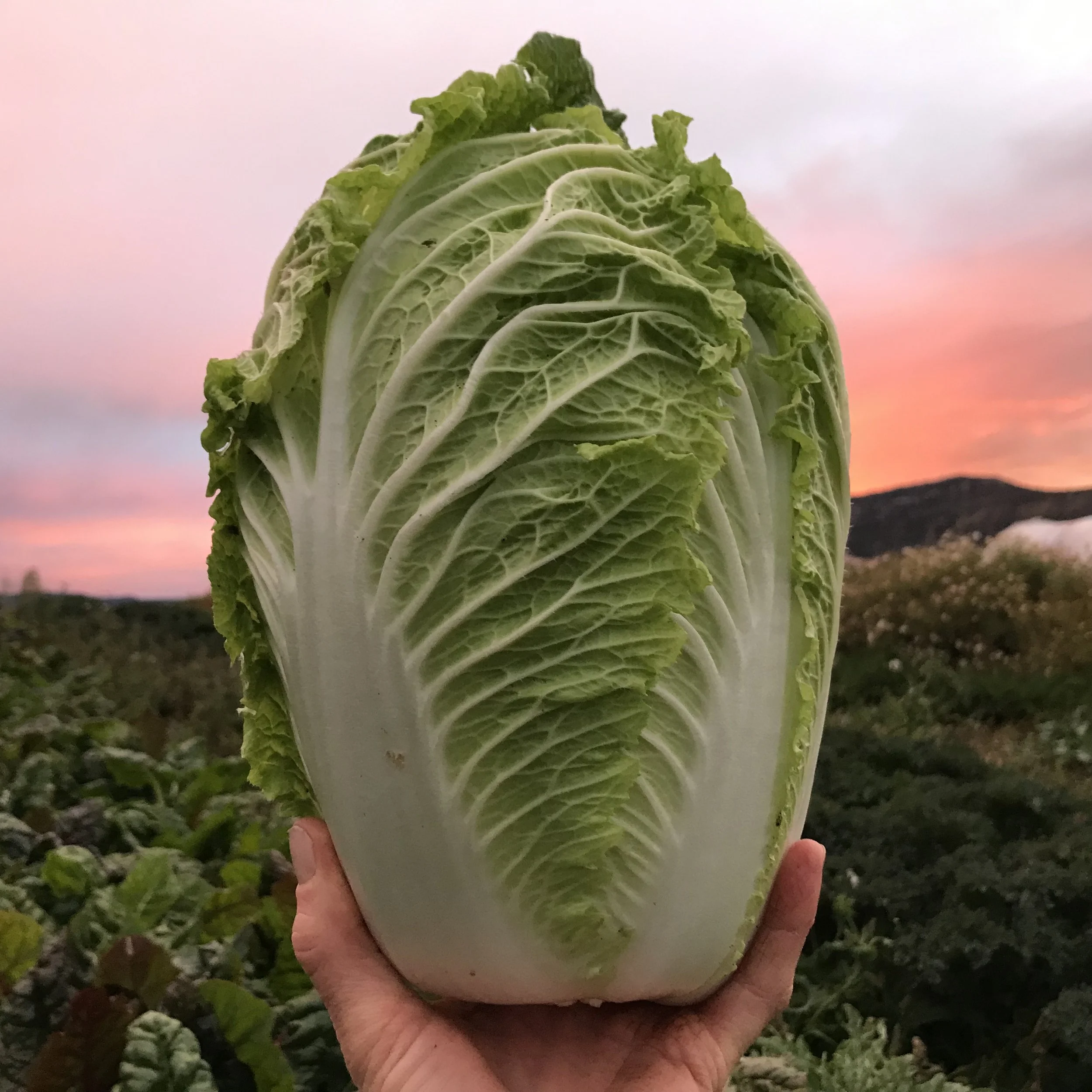 napa cabbage sunset.jpg