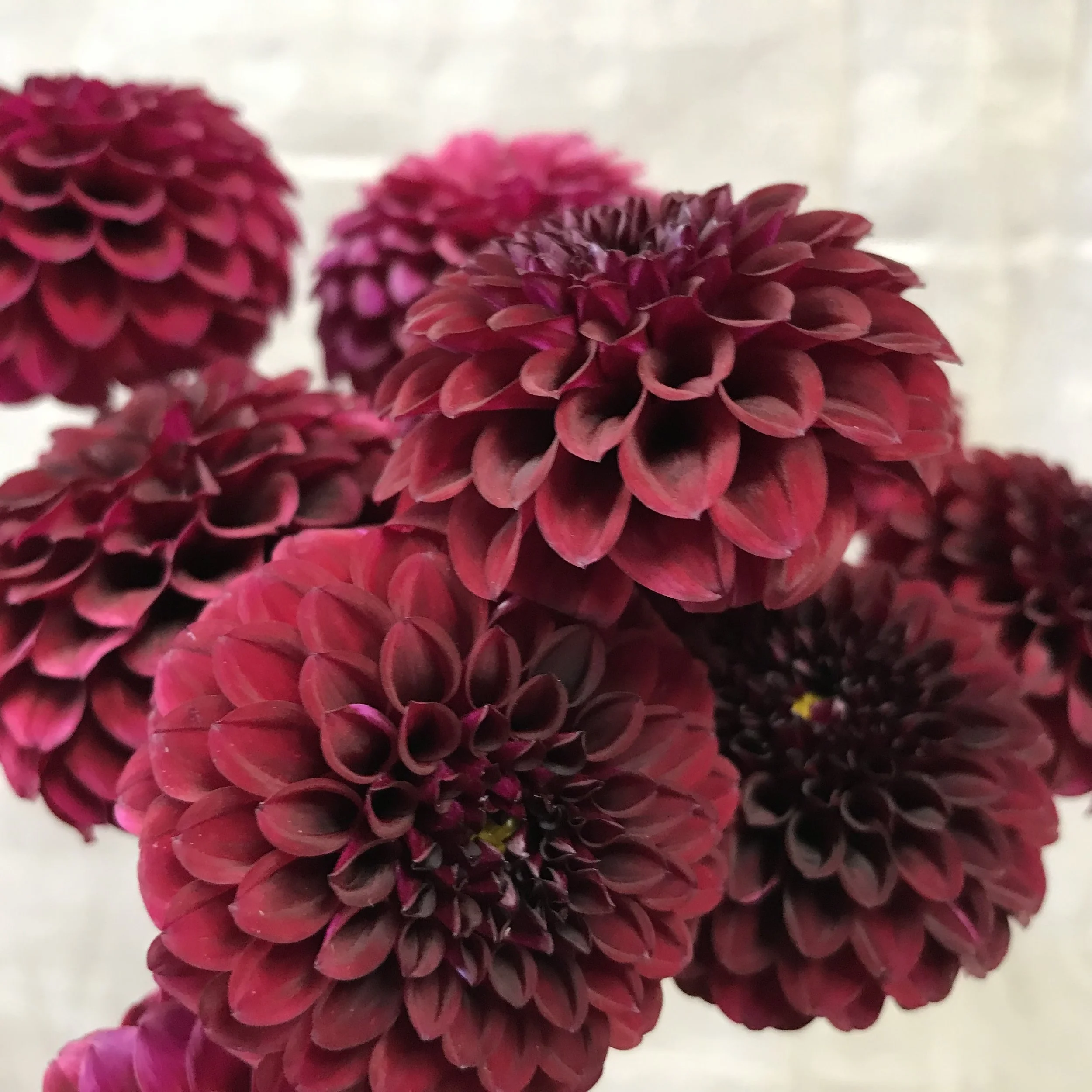 Tam Tam Dahlia Tuber.1b.jpg
