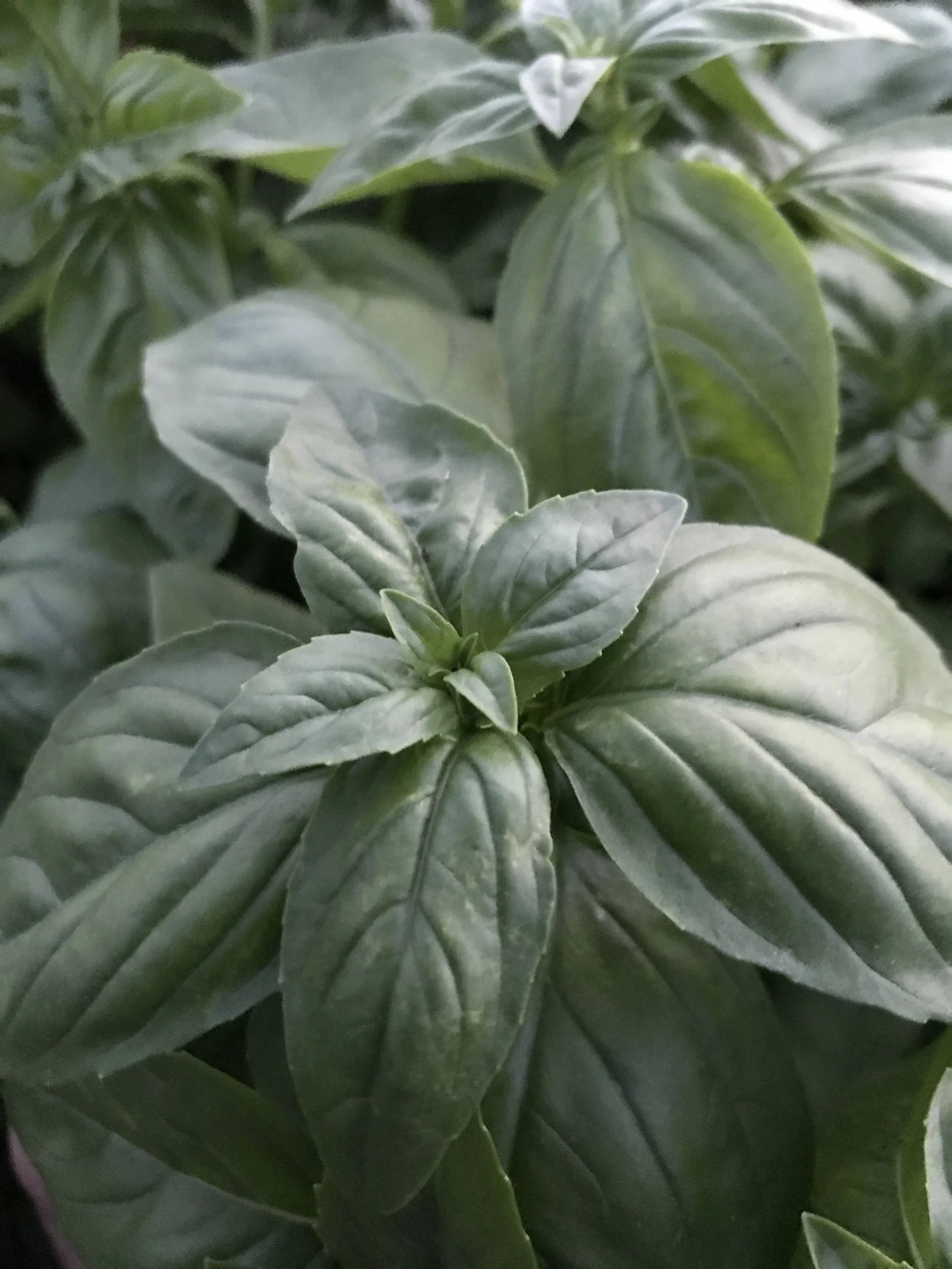 Basil.IMG_4475.jpg
