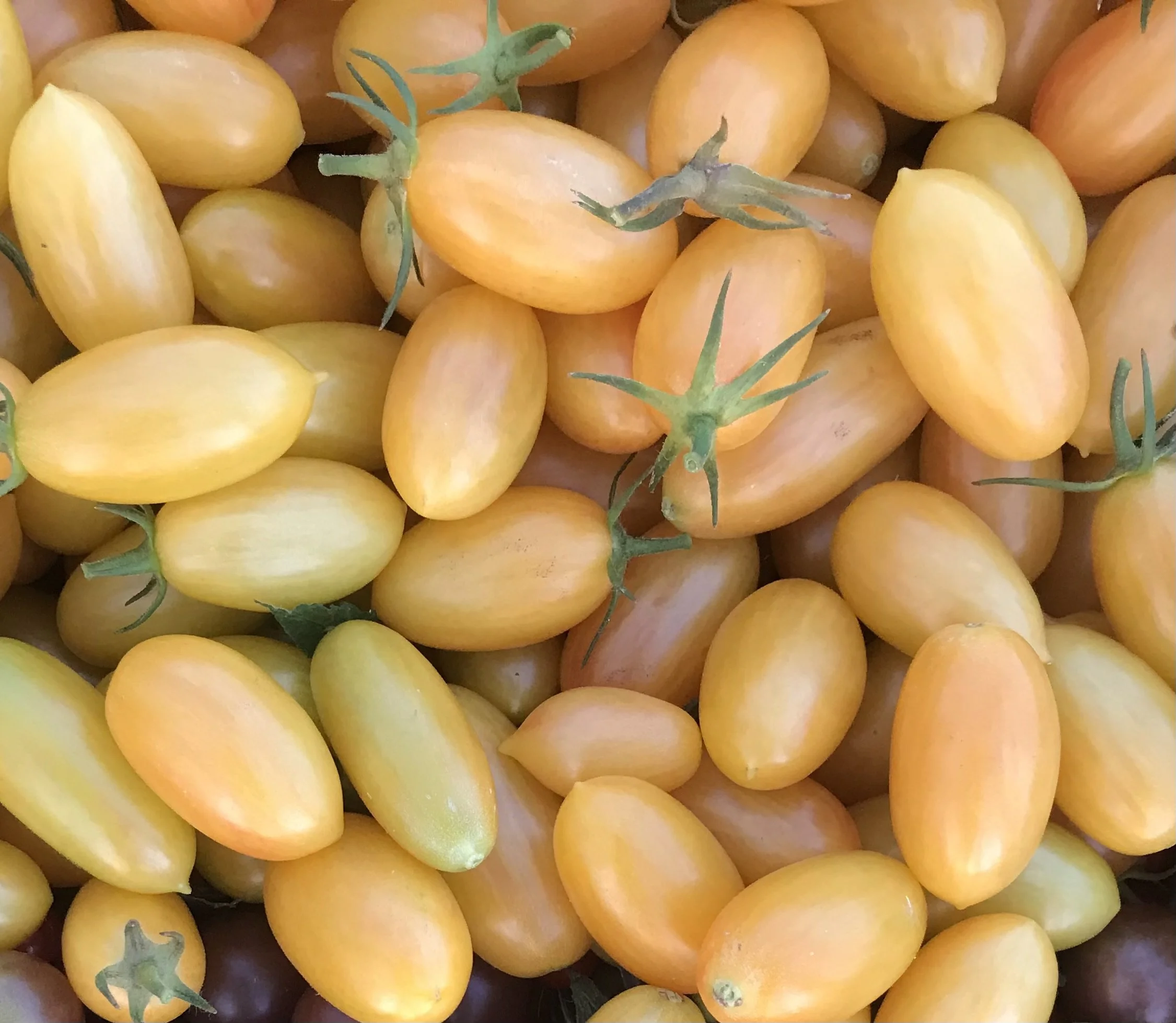 Blush - Tomato Seedling Sale .jpg