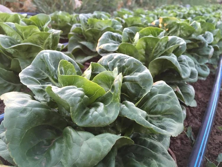 Gogeous Little Gems. Seedling Sale.JPG.webp