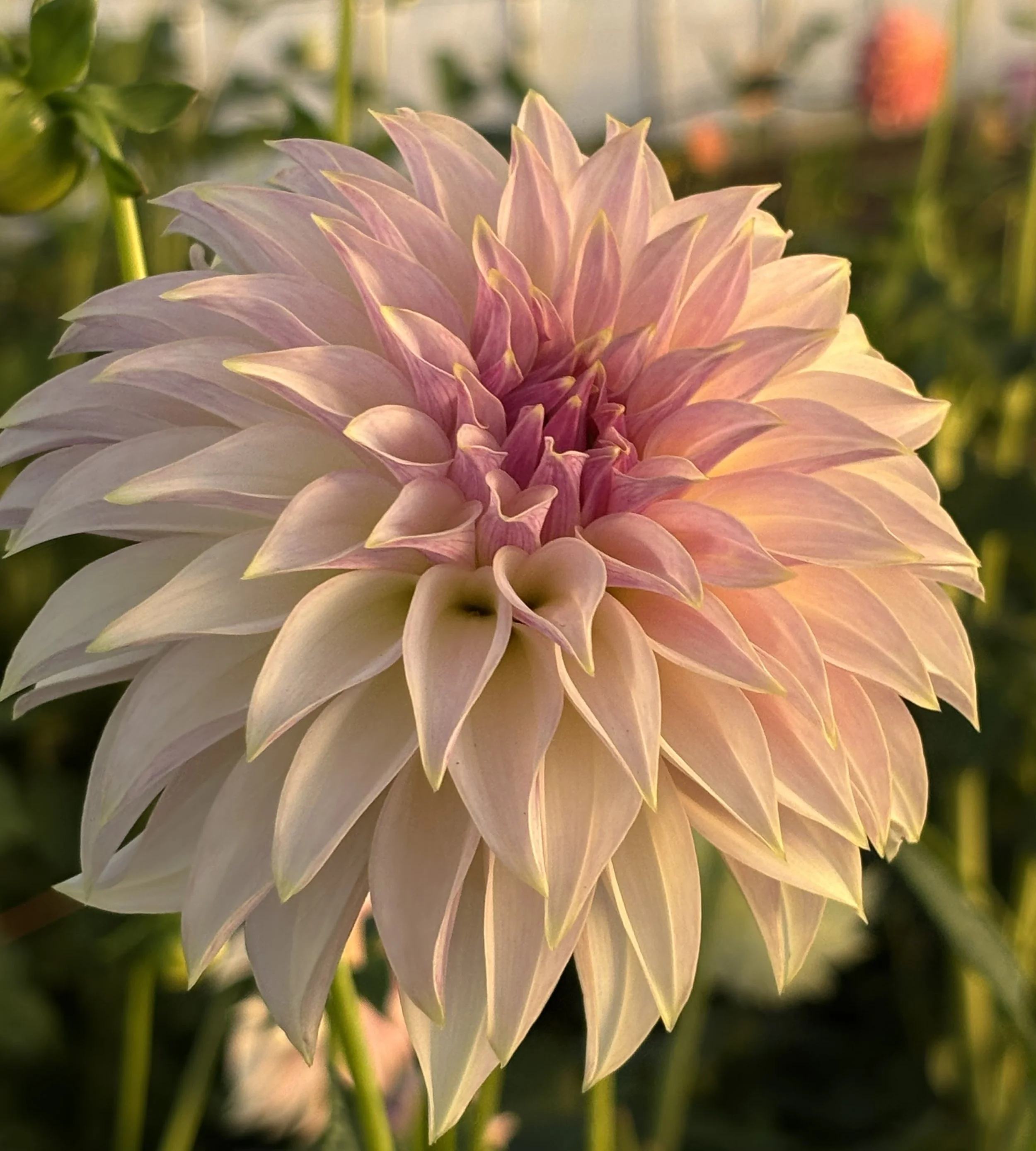 KAs Champagne Dahlia Tuber.2a.jpg