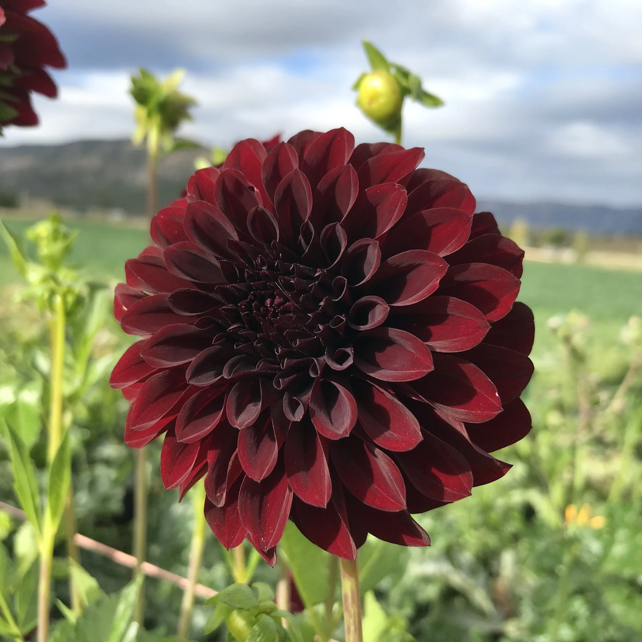 Shadow Cat Dahlia Tuber.1a.jpg