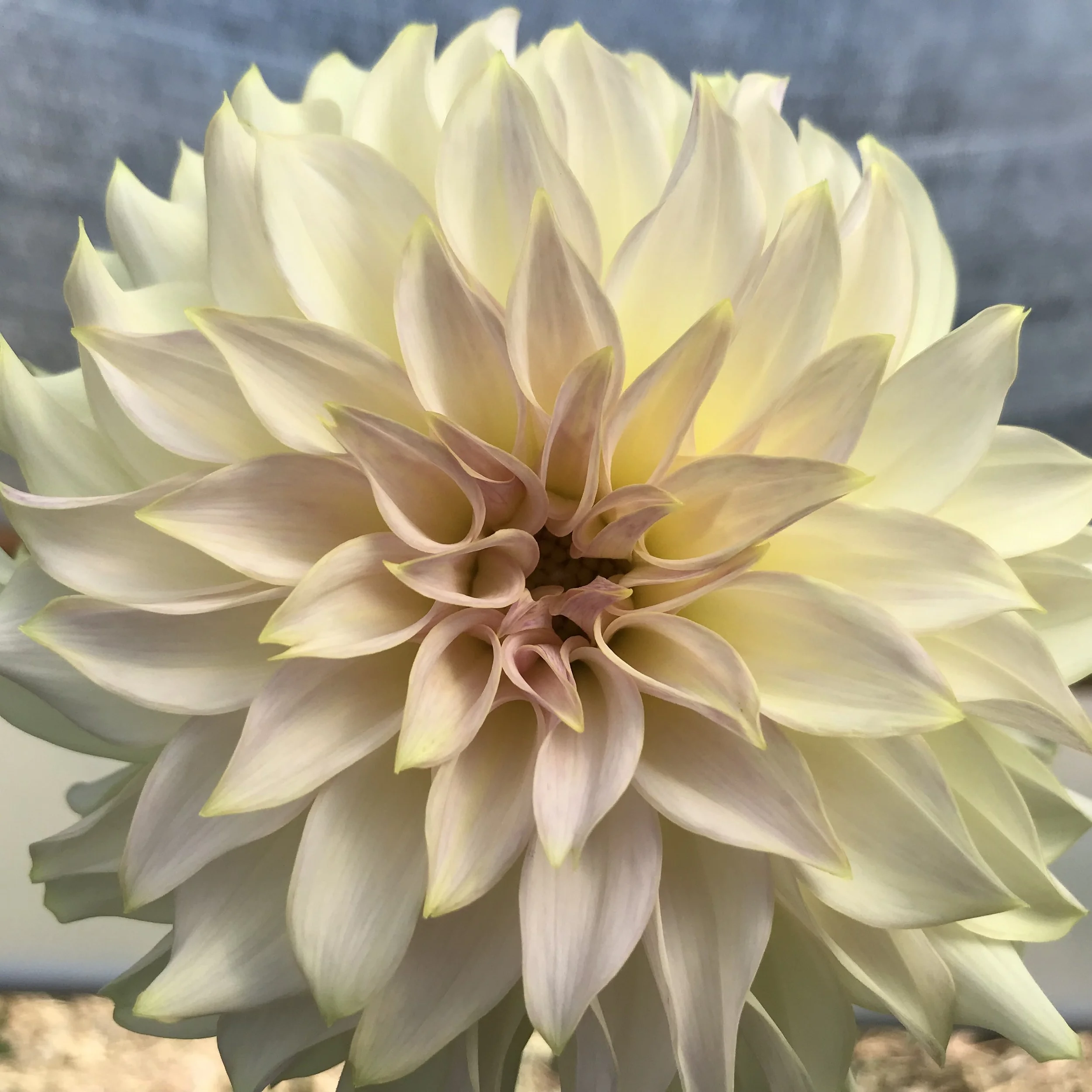 KAs Mocha Maya Dahlia Tuber.1a.jpg