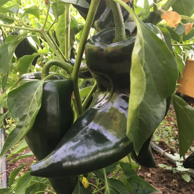 Poblano Peppers Seedling Sale.jpg..webp