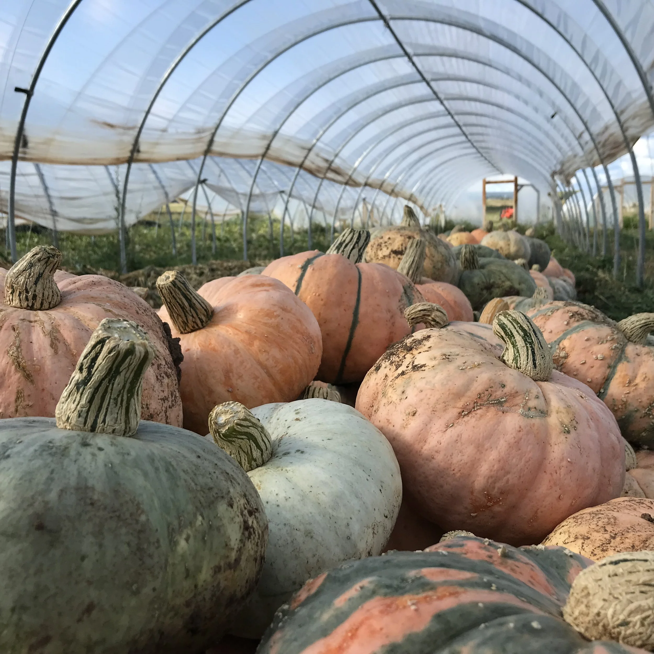 Hubbard Squash Seedling Sale.jpg
