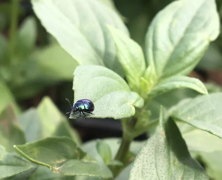 Lemon Basil Seedling Sale.jpeg.webp