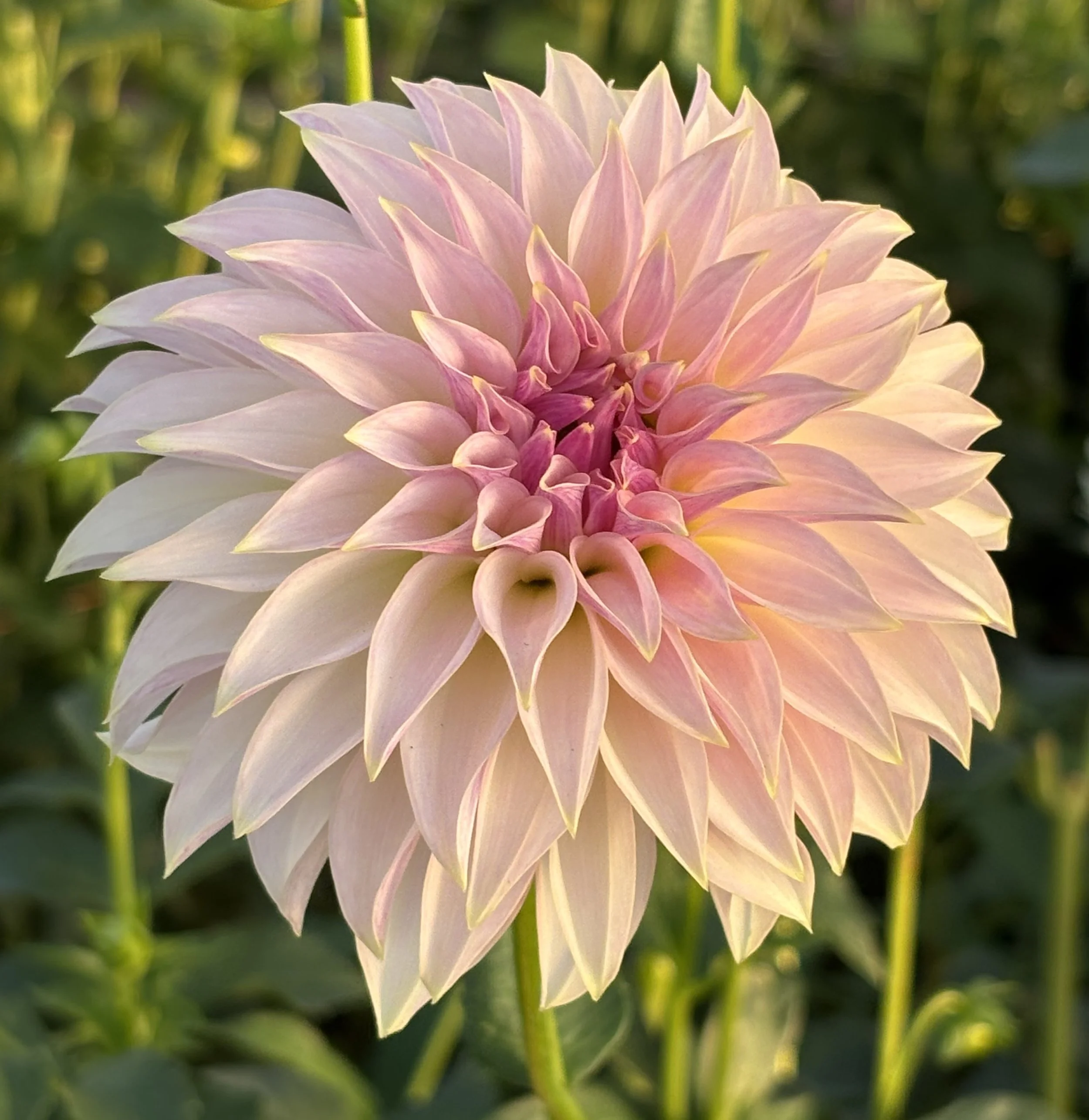 KAs Champagne Dahlia Tuber.2c.jpg