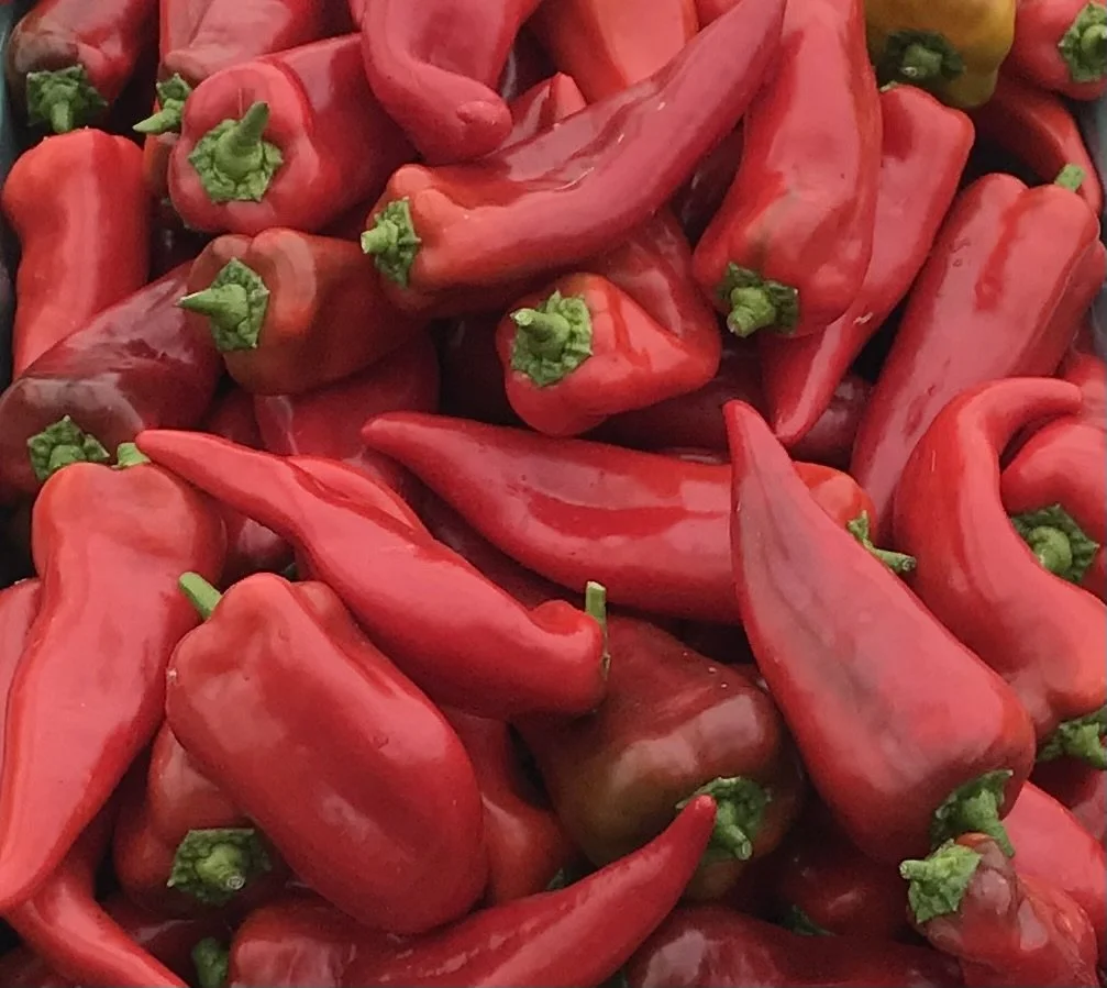 Carmen Sweet Pepper Seedling Sale.jpg