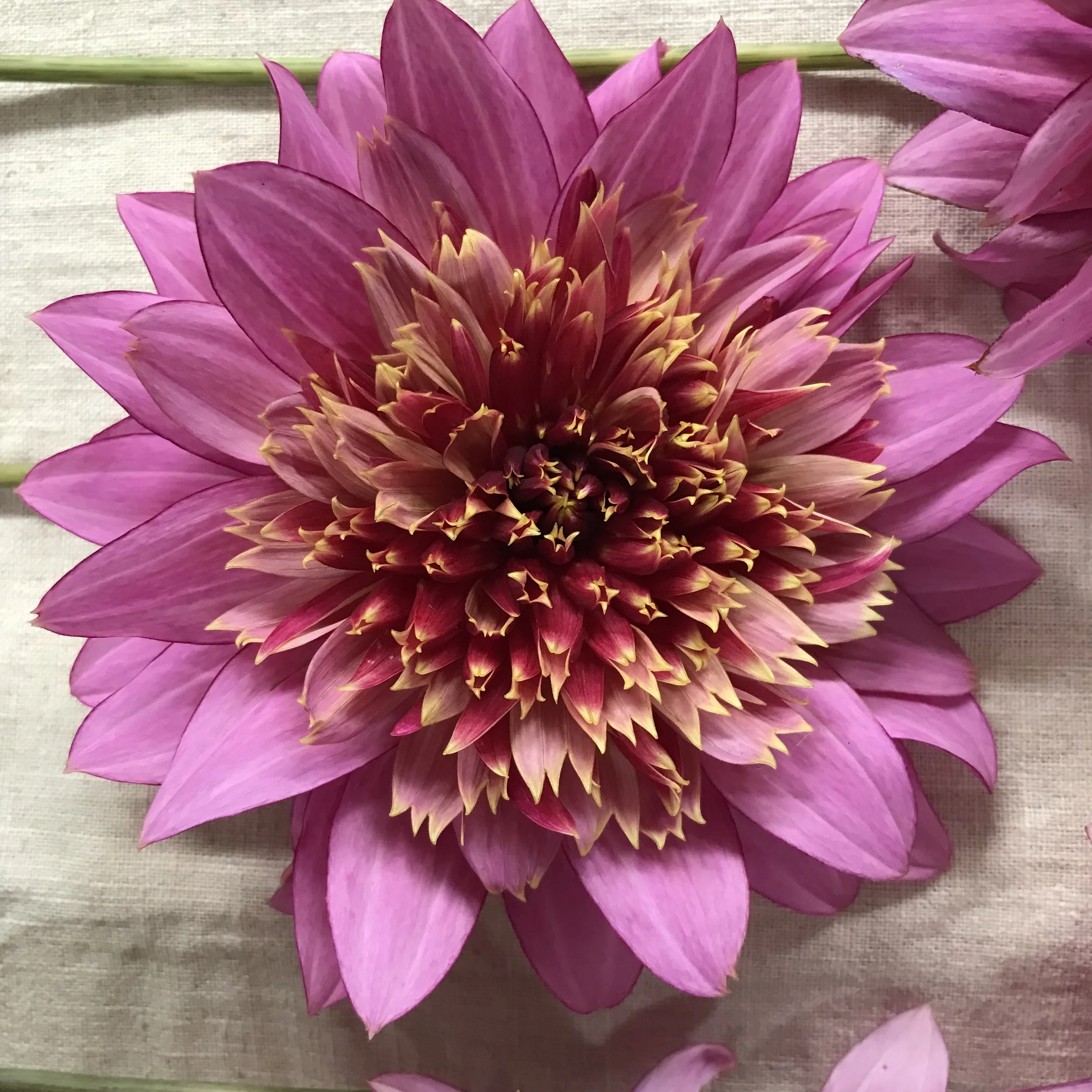 Mamba Dahlia Tuber.1a.jpg