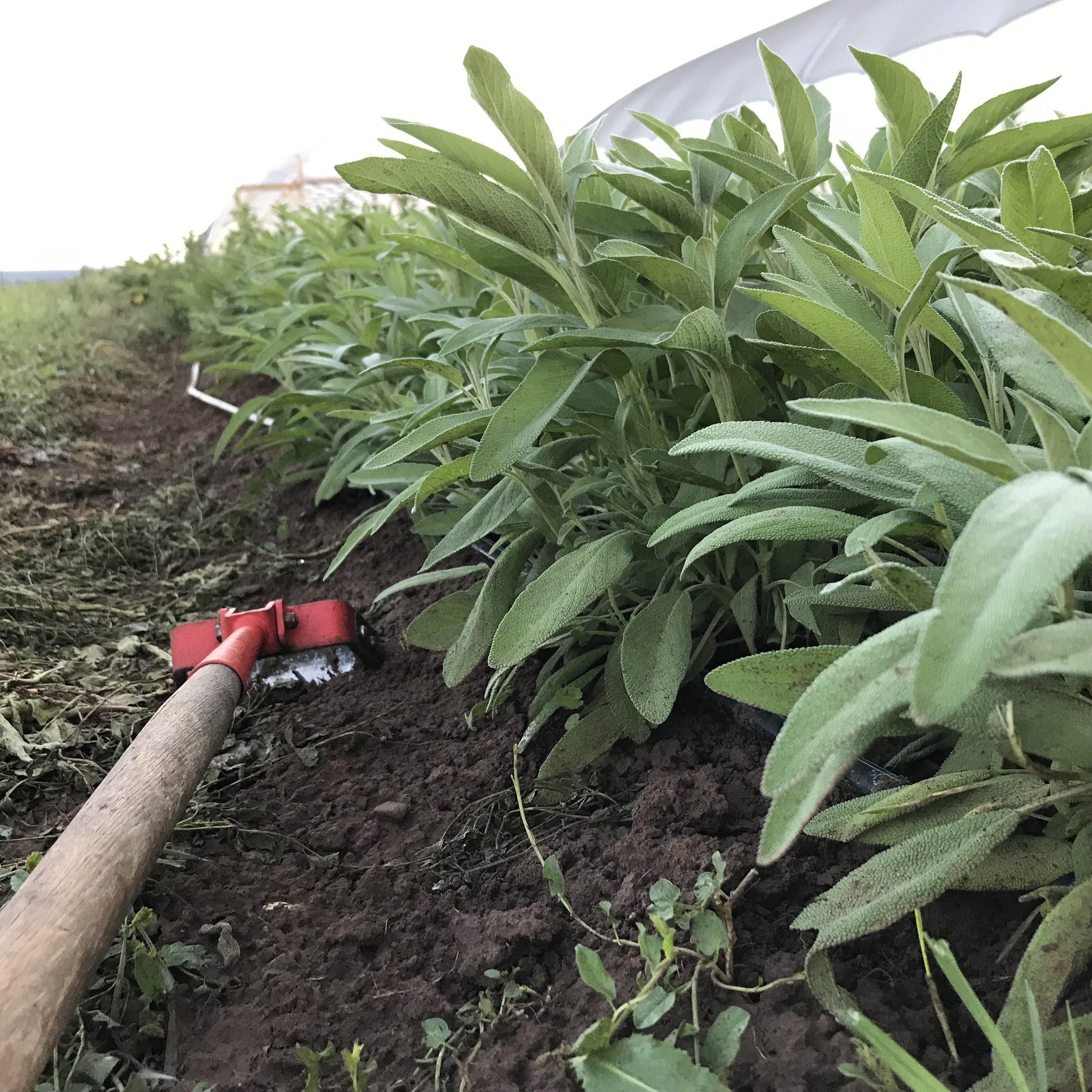 Sage in the herb block.jpg