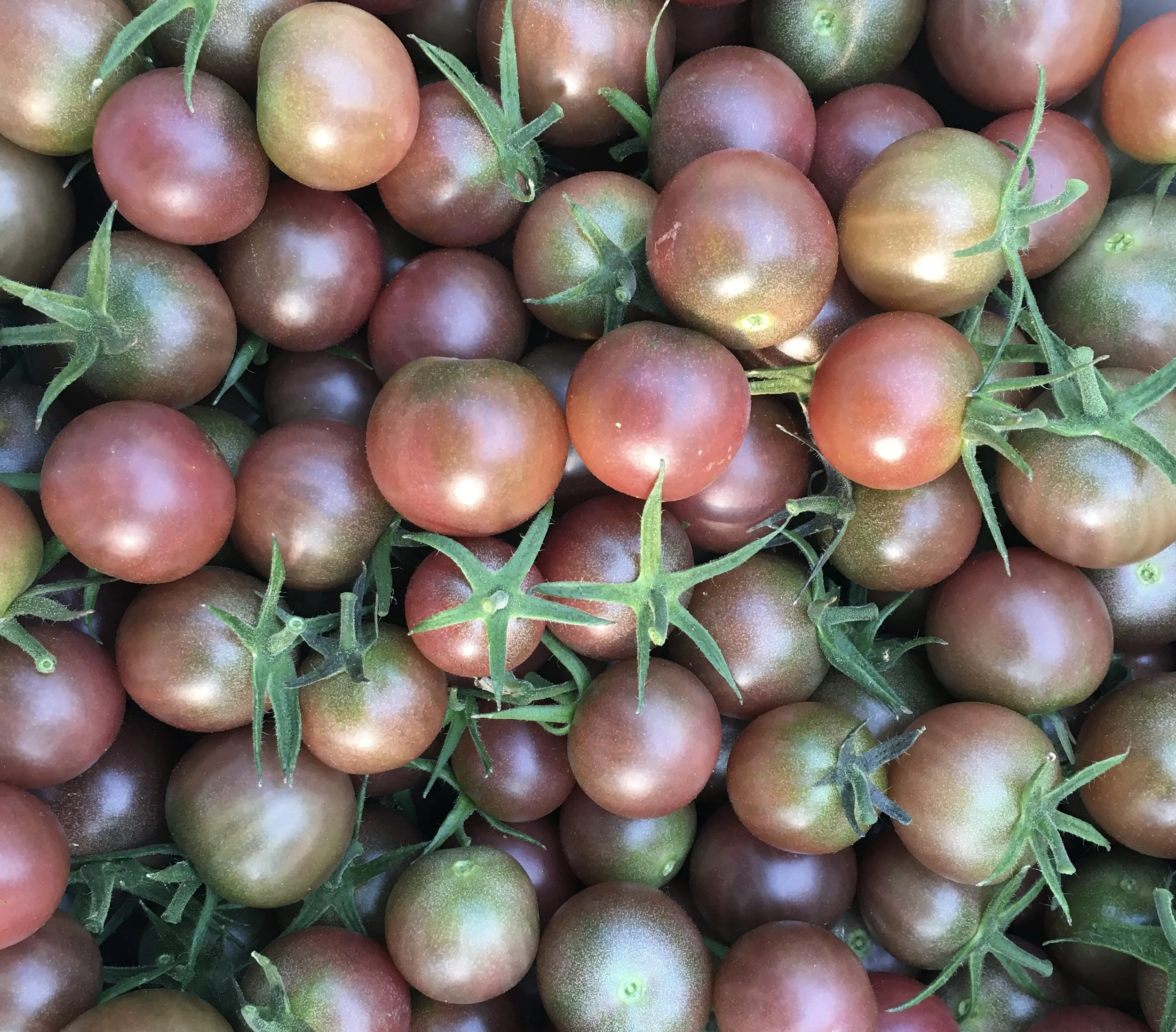 Black Cherry Tomaotes Seedling Sale 1a.jpg