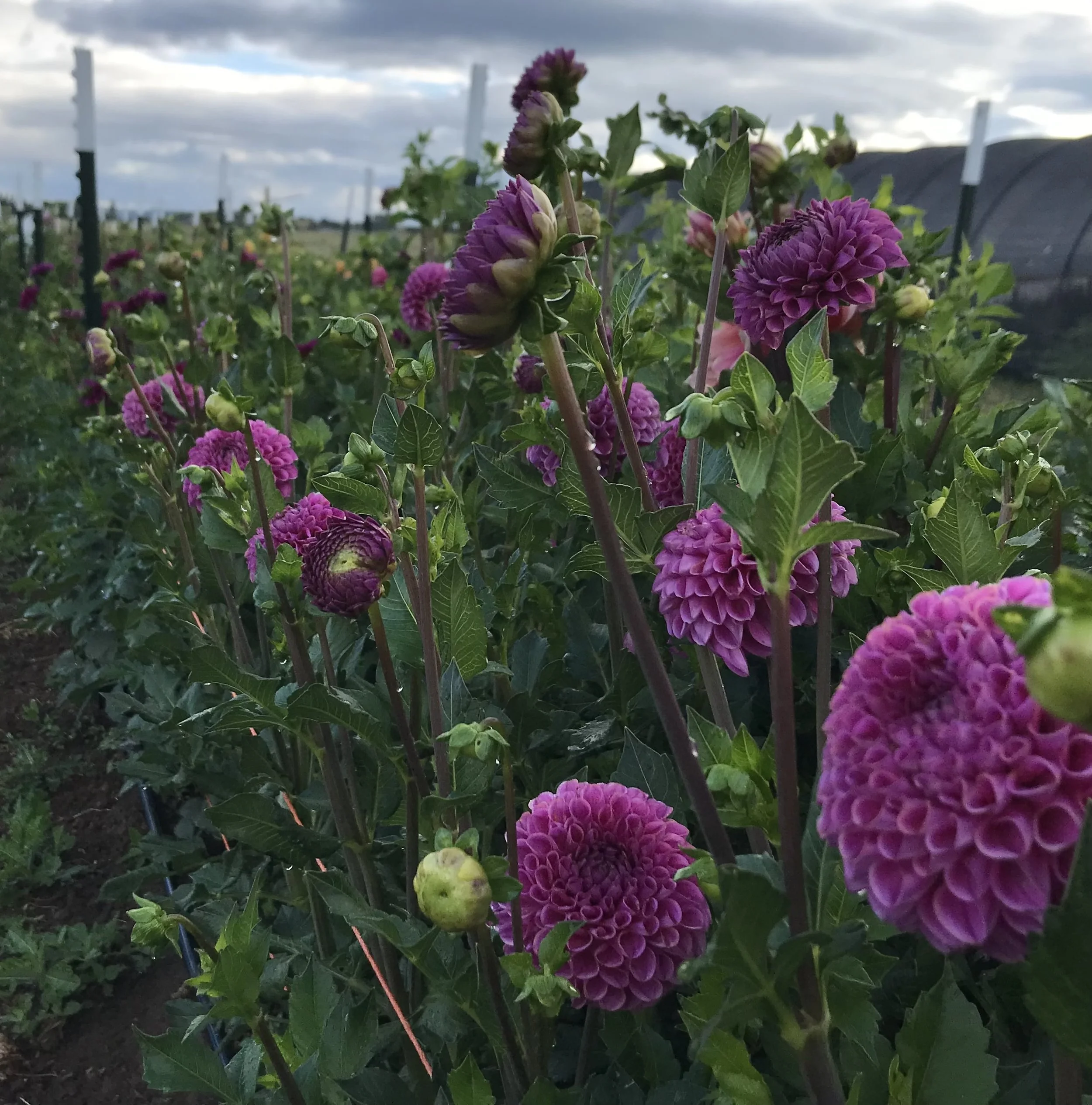 Isabel dahlia tuber.1a.jpg