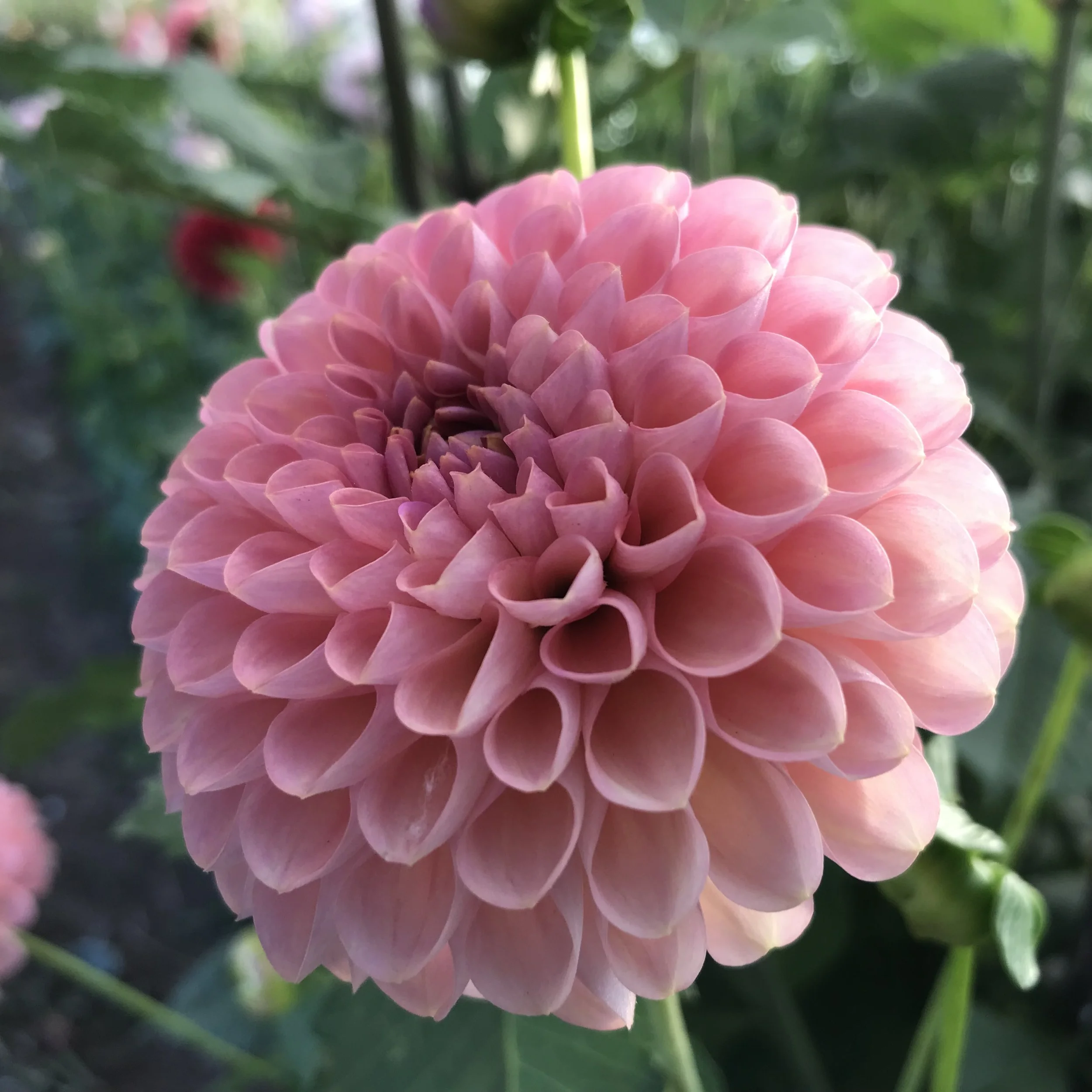 Hamari Rose Dahlia Tuber.1b.jpg