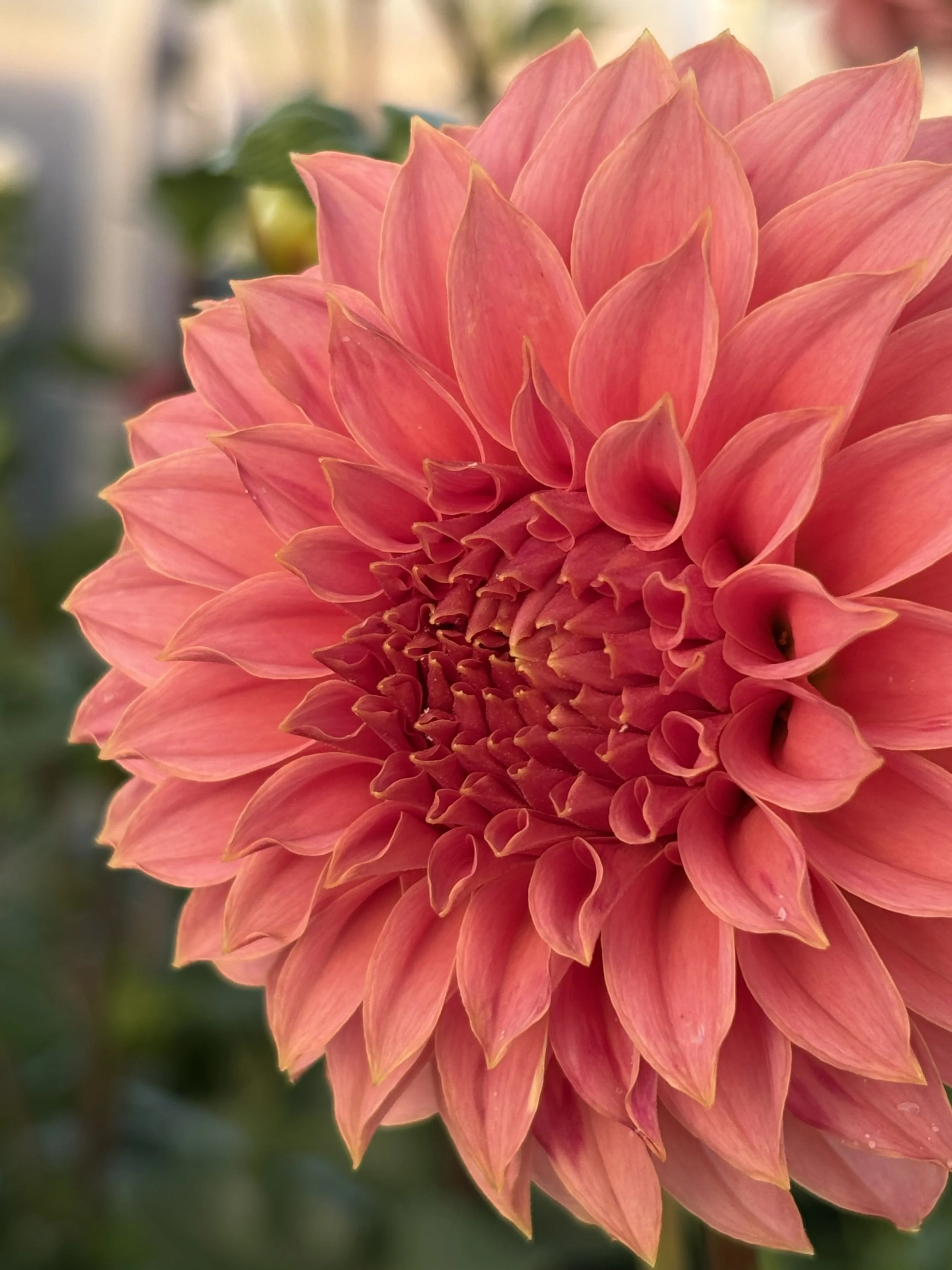 KAs Coral Sea Dahlia Tuber.1c.jpg