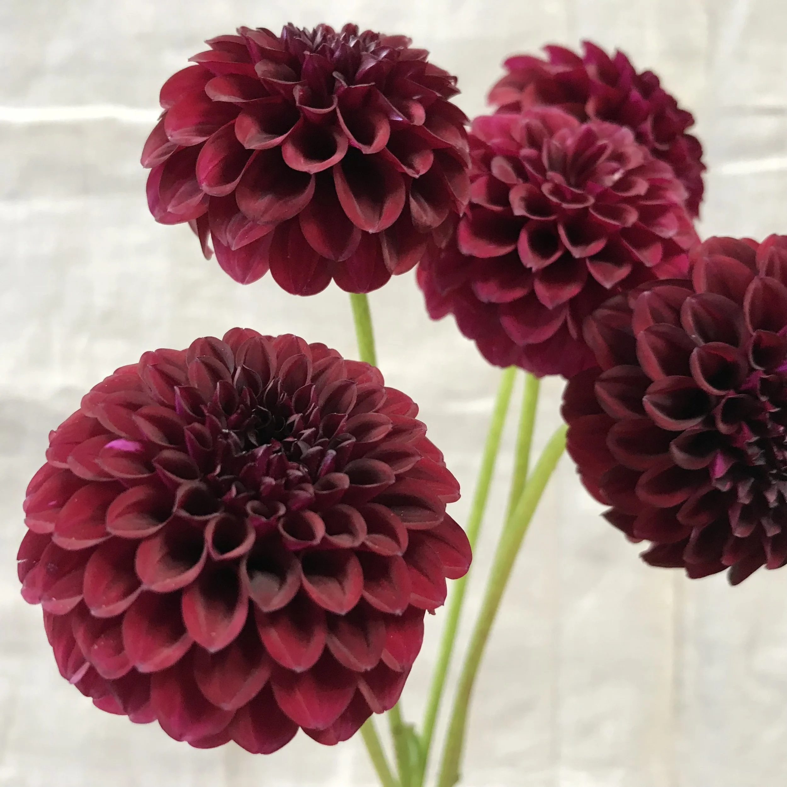 Tam Tam Dahlia Tuber.1a.jpg