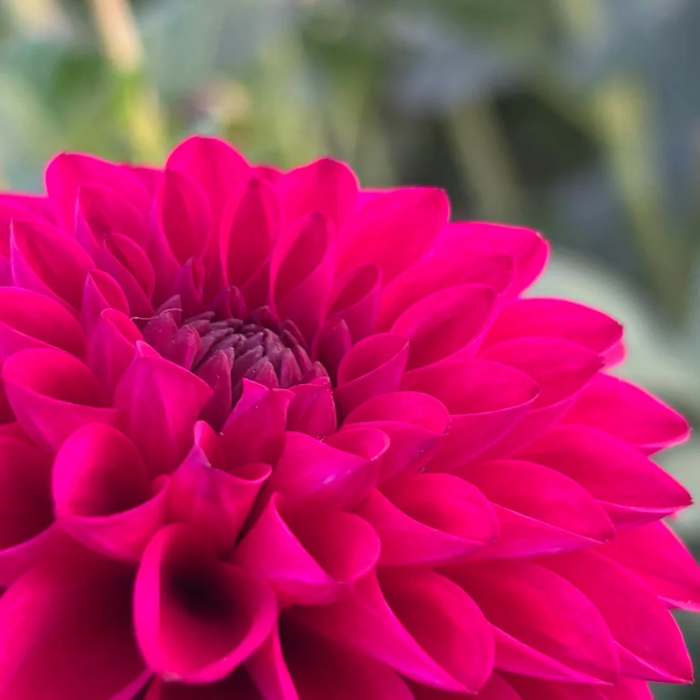 Hollyhill Regal — Mountain Roots Produce