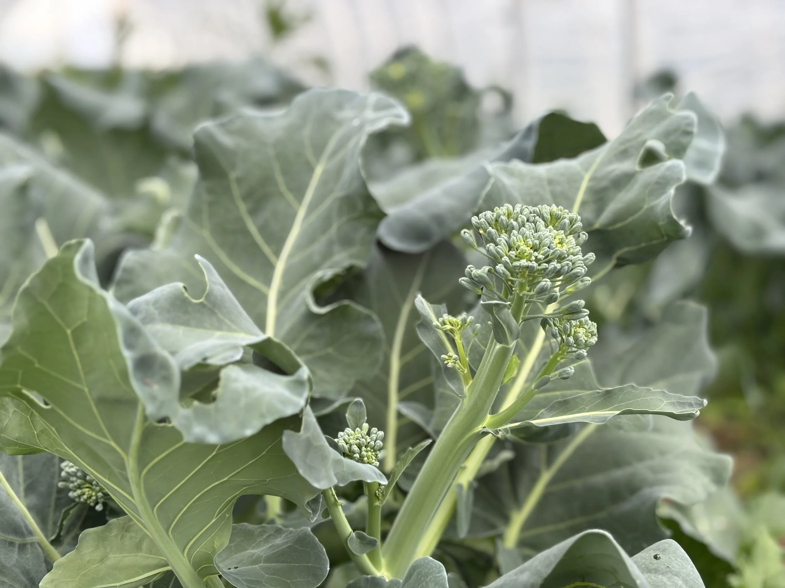 Broccolini. Seedling Sale.jpg