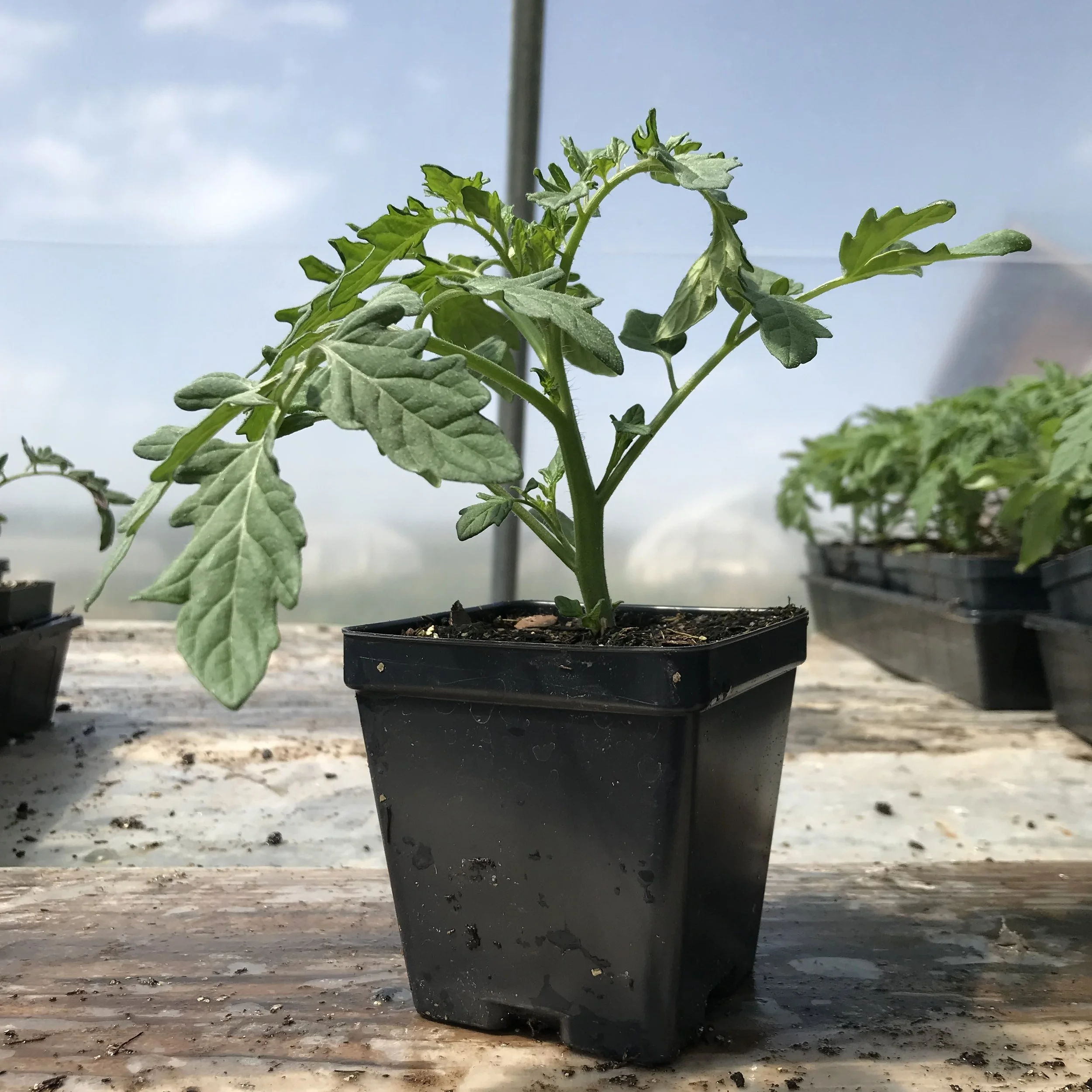 Tomato Seedling.Seedling Sale.jpg