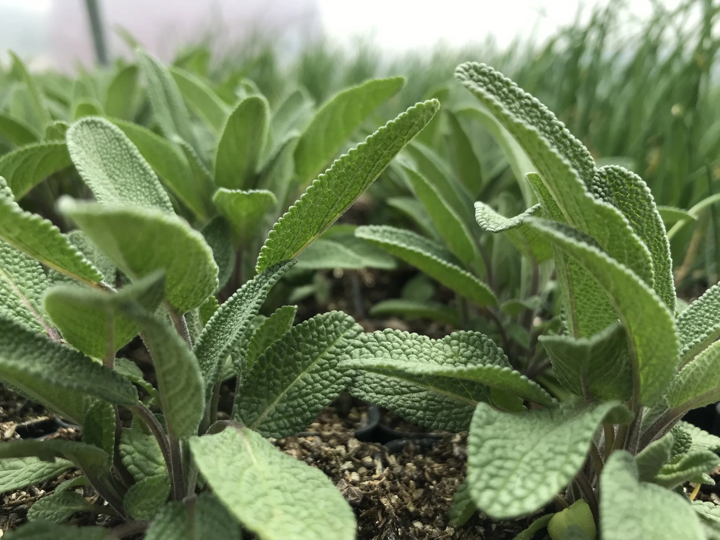 Sage Perennial Seedling Sale.jpg