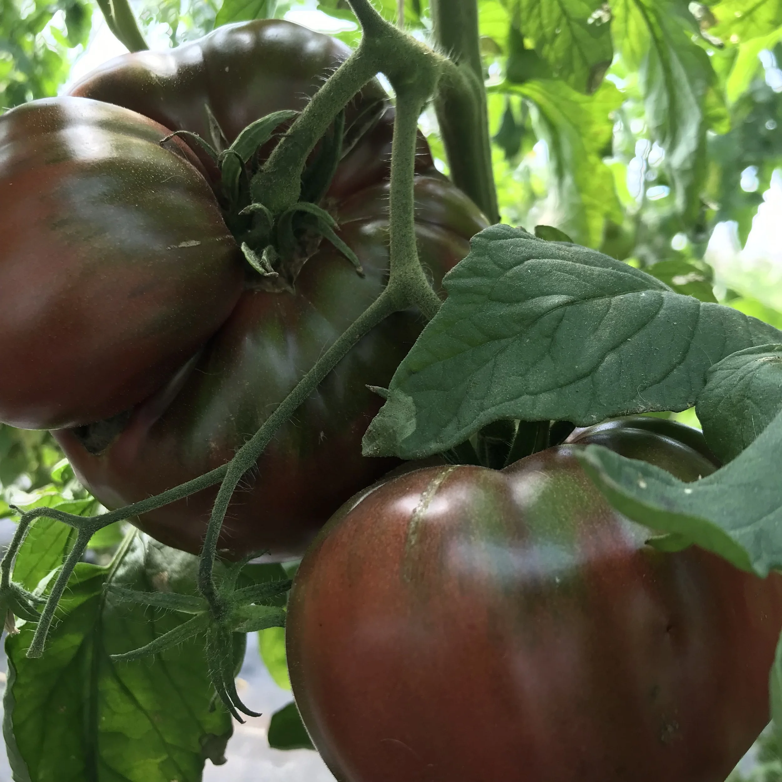 Black Krim Heirloom Tomatoes.jpg